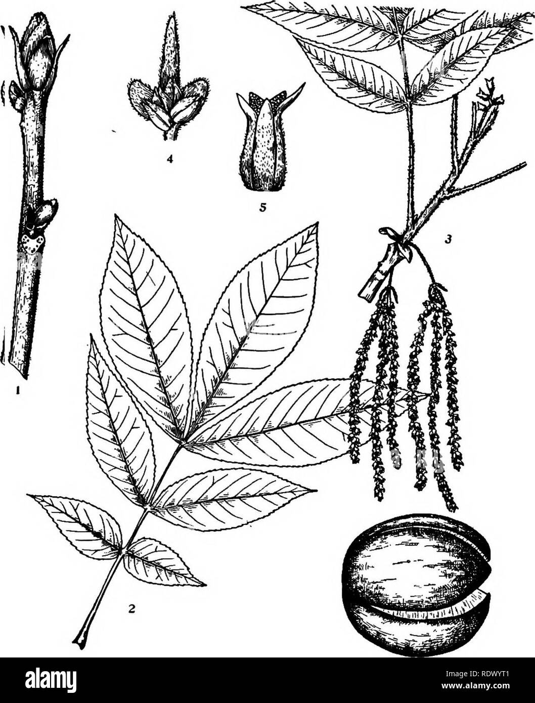. Michigan trees; a handbook of the native and most important introduced species. Trees. Shellbark Hickory. King Nut. 1. Winter twig, x J4. 2. Leaf, X %. 3- Flowering branchlet, x H. 4. Staminate flower, enlarged. 5. Pistillate flower, enlarged 6. Fruit, X Yz. — 70 —. Please note that these images are extracted from scanned page images that may have been digitally enhanced for readability - coloration and appearance of these illustrations may not perfectly resemble the original work.. Otis, Charles Herbert, 1886. Ann Arbor, The Regents Stock Photo