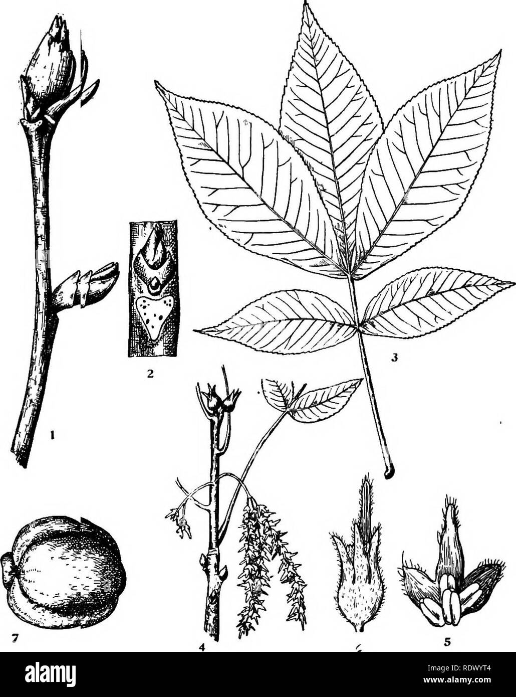 . Michigan trees; a handbook of the native and most important introduced species. Trees. Shagbark Hickory. Shellbark Hickory. 1. Winter twig, x i. 2. Portion of twig, enlarged. 3. Leaf, X J^. 4. Flowering branchlet, x J4. 5. Staminate flower, enlarged. 6. Pistillate flower, enlarged. 7. Fruit, X Yi. — 68 —. Please note that these images are extracted from scanned page images that may have been digitally enhanced for readability - coloration and appearance of these illustrations may not perfectly resemble the original work.. Otis, Charles Herbert, 1886. Ann Arbor, The Regents Stock Photo