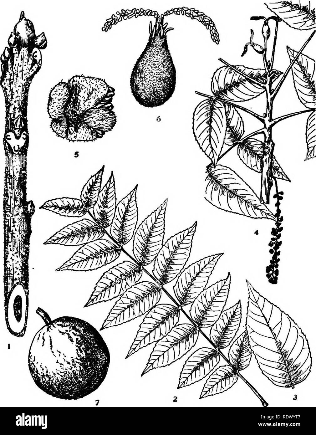 . Michigan trees; a handbook of the native and most important introduced species. Trees. Black Walnut. 1. Winter twig, x i. 2. Leaf, X ^6. 3. Leaflet, x Y^. 4. Flowering branchlet, x 5^2. 5. Staminate flower, hack view, enlarged. 6. Pistillate flower, enlarged. 7. Fruit, X 14. — 64 —. Please note that these images are extracted from scanned page images that may have been digitally enhanced for readability - coloration and appearance of these illustrations may not perfectly resemble the original work.. Otis, Charles Herbert, 1886. Ann Arbor, The Regents Stock Photo