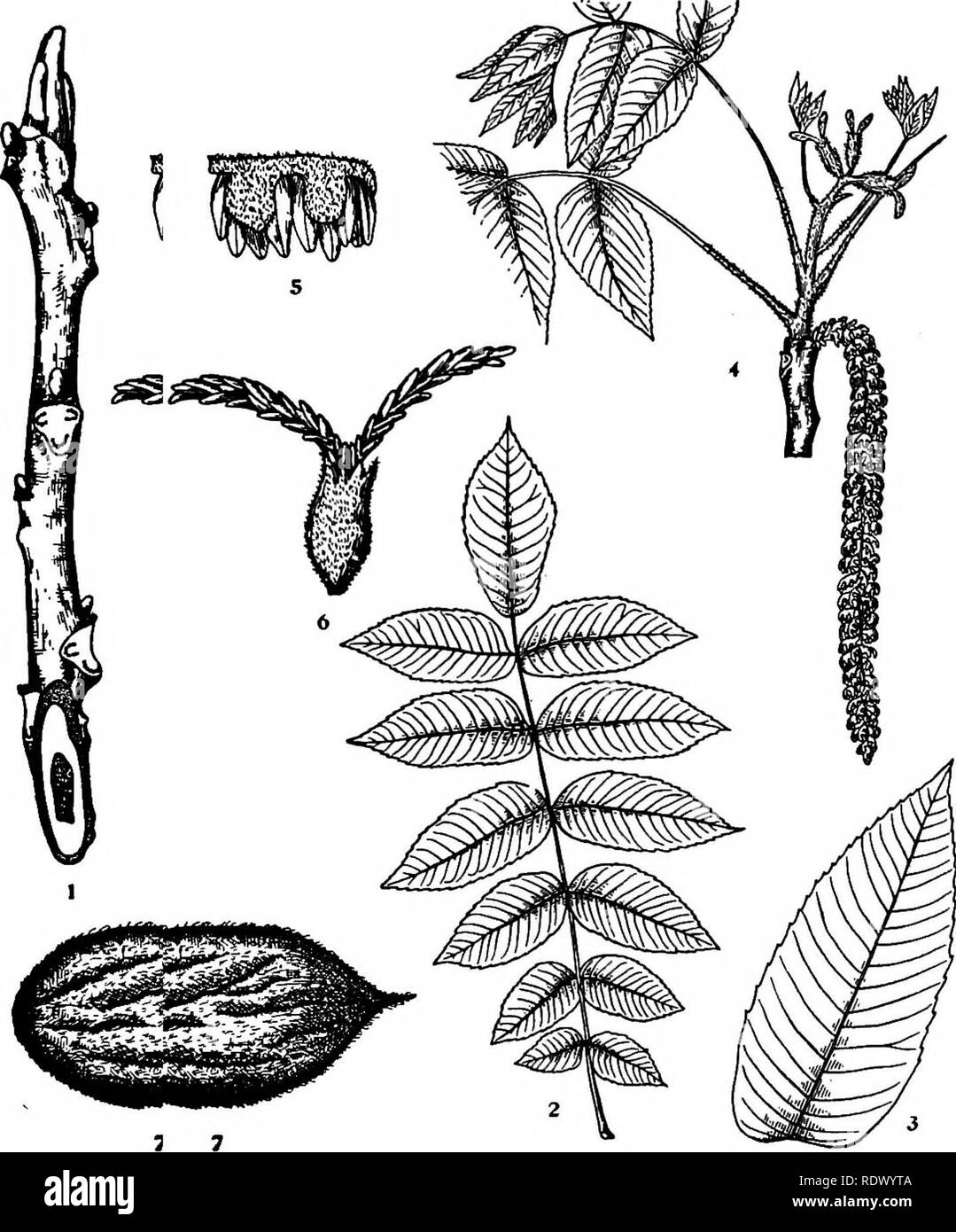 . Michigan trees; a handbook of the native and most important introduced species. Trees. Butternut. 1. Winter twig, x i. 2. Leaf, X ^0- 3. Leaflet, x J^. 4. Flowering brandhlet, x J-2. 5. Staminate flower, enlarged. 6. Pistillate flower, enlarged. 7. Fruit, X Yi. — 62 —. Please note that these images are extracted from scanned page images that may have been digitally enhanced for readability - coloration and appearance of these illustrations may not perfectly resemble the original work.. Otis, Charles Herbert, 1886. Ann Arbor, The Regents Stock Photo