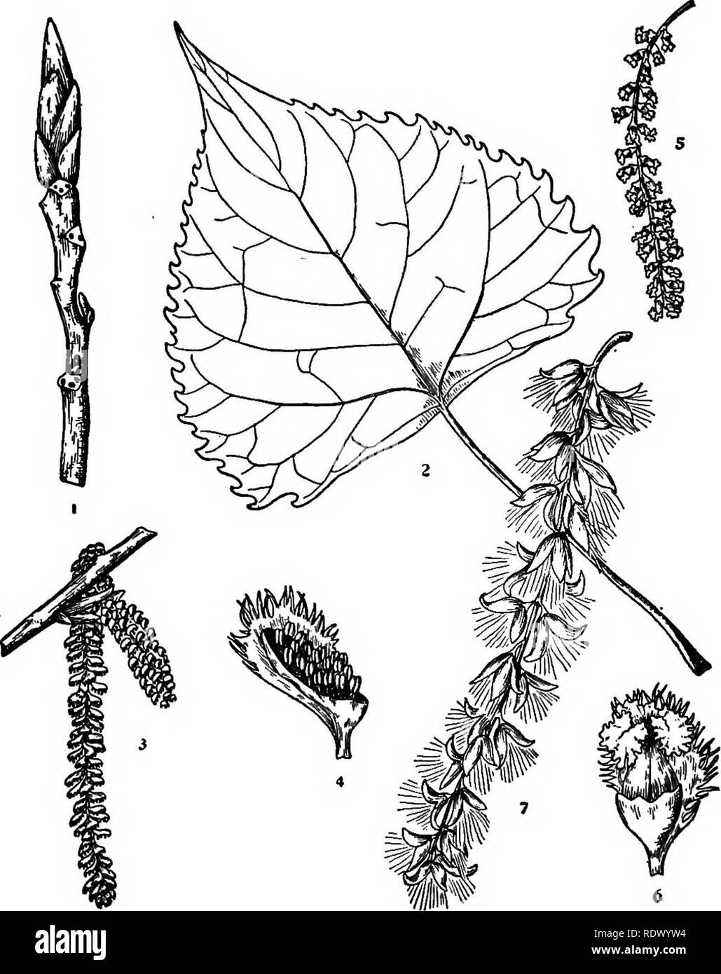 . Michigan trees; a handbook of the native and most important introduced species. Trees. Cottonwood. 1. Winter twig, x i. 2. Leaf, X y2. 3. Staminate flowering branchlet, x Y^. 4. Staminate flower, enlargedi^ 5. Pistillate catkin, x '4. 6. Pistillate flower, enlarged. 7. Fruit, X J4. — 56 —. Please note that these images are extracted from scanned page images that may have been digitally enhanced for readability - coloration and appearance of these illustrations may not perfectly resemble the original work.. Otis, Charles Herbert, 1886. Ann Arbor, The Regents Stock Photo