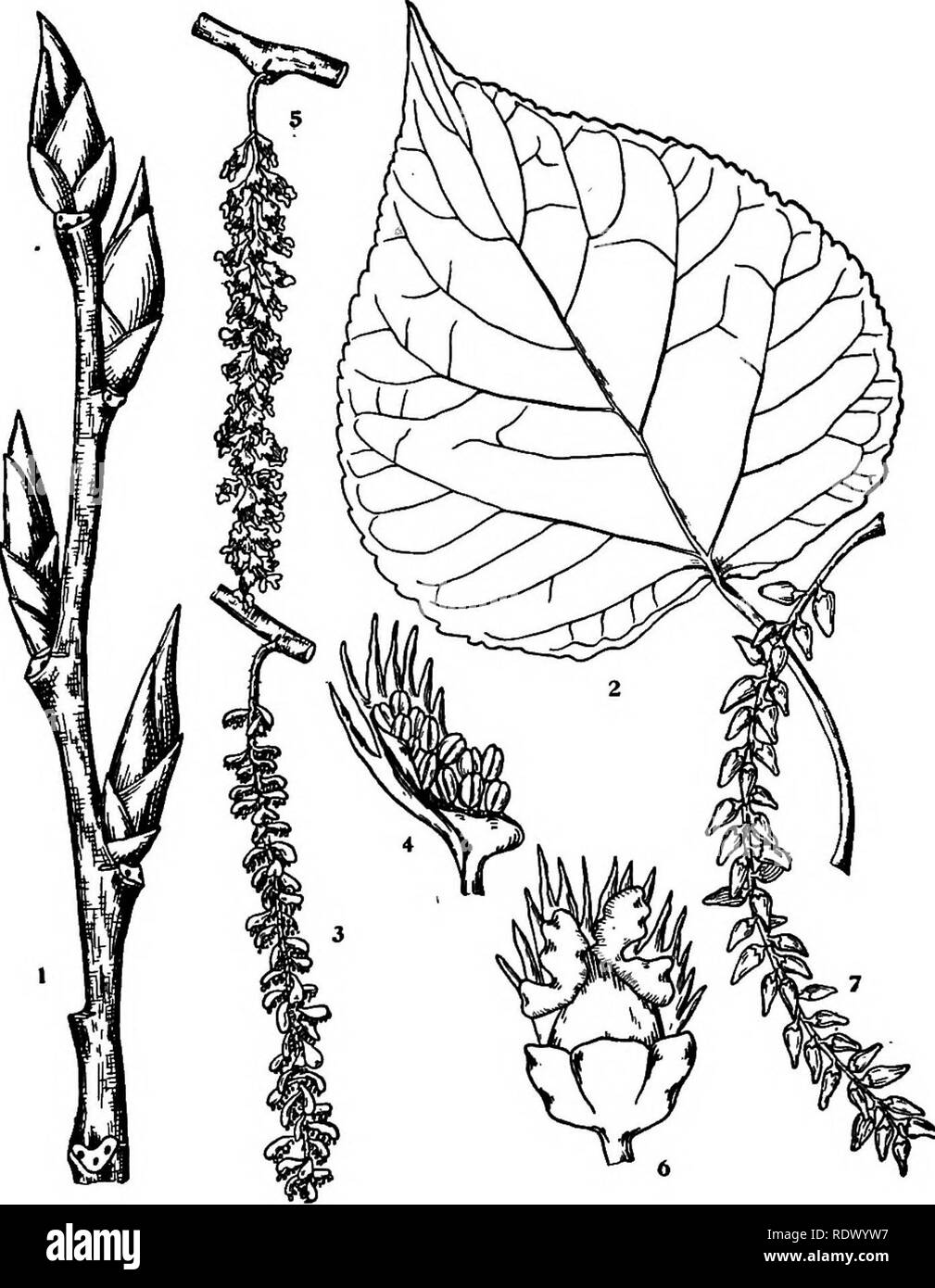 . Michigan trees; a handbook of the native and most important introduced species. Trees. Hairy Balm of Gilead. Balsam. 1. Winter twig, x i. 2. Leaf, X Yi. 3. Staminate flowering branchlet, x J4. 4. Staminate flower, enlarged. 5. Pistillate flowering branchlet, x y2. 6. Pistillate flower, enlarged. 7. Fruit, X Yz. — 54 —. Please note that these images are extracted from scanned page images that may have been digitally enhanced for readability - coloration and appearance of these illustrations may not perfectly resemble the original work.. Otis, Charles Herbert, 1886. Ann Arbor, The Regents Stock Photo