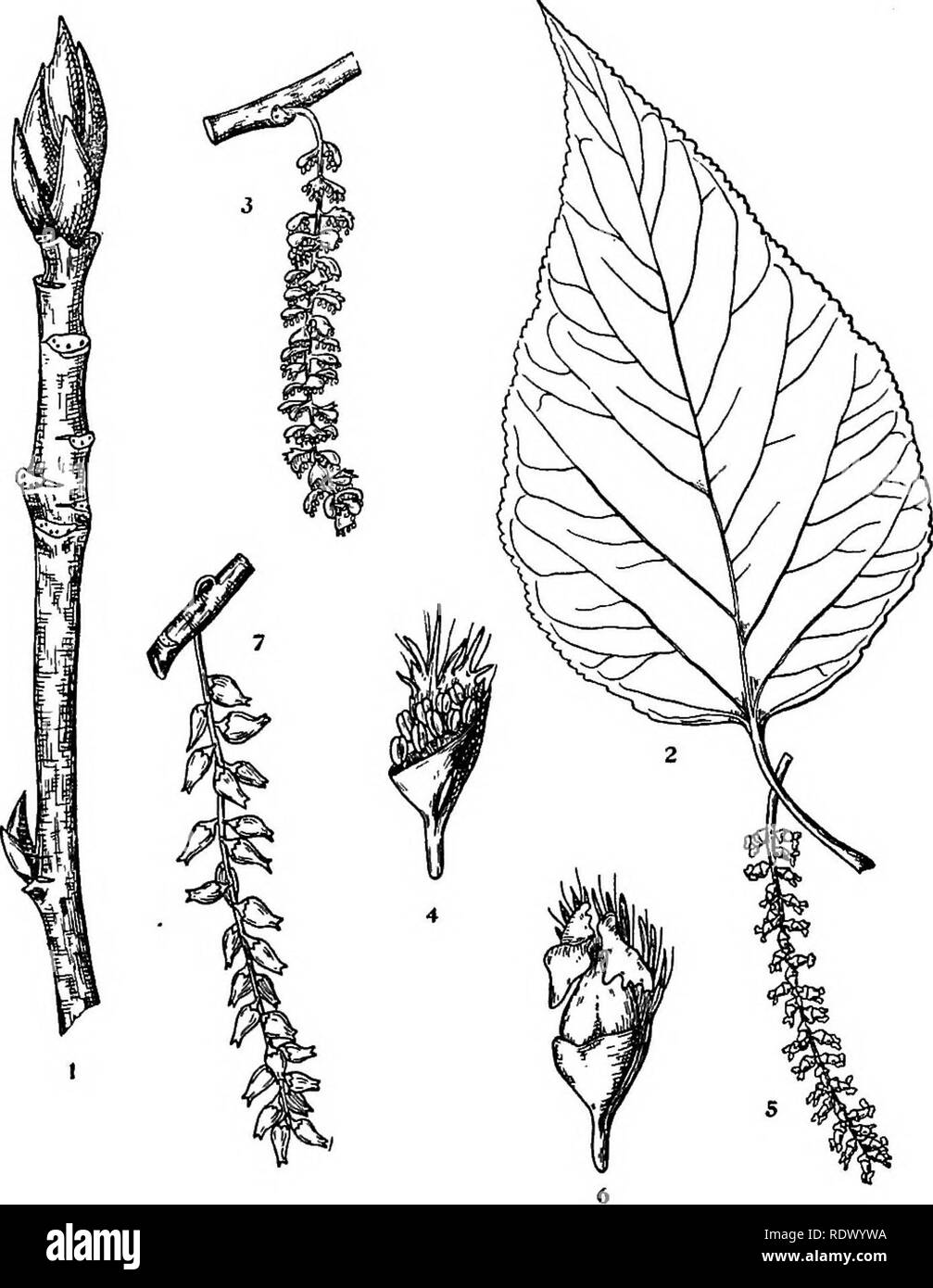 . Michigan trees; a handbook of the native and most important introduced species. Trees. Balm of Gilead. Balsam. 1. Winter twig, x i. 2. Leaf, X J4' 3. Staminate flowering branchlet, x y-i. 4. Staminate flower, enlarged. 5. Catkin of pistillate flower, x V2. 6. Pistillate flower, enlarged. 7. Fruit, X y^- — 52 —. Please note that these images are extracted from scanned page images that may have been digitally enhanced for readability - coloration and appearance of these illustrations may not perfectly resemble the original work.. Otis, Charles Herbert, 1886. Ann Arbor, The Regents Stock Photo