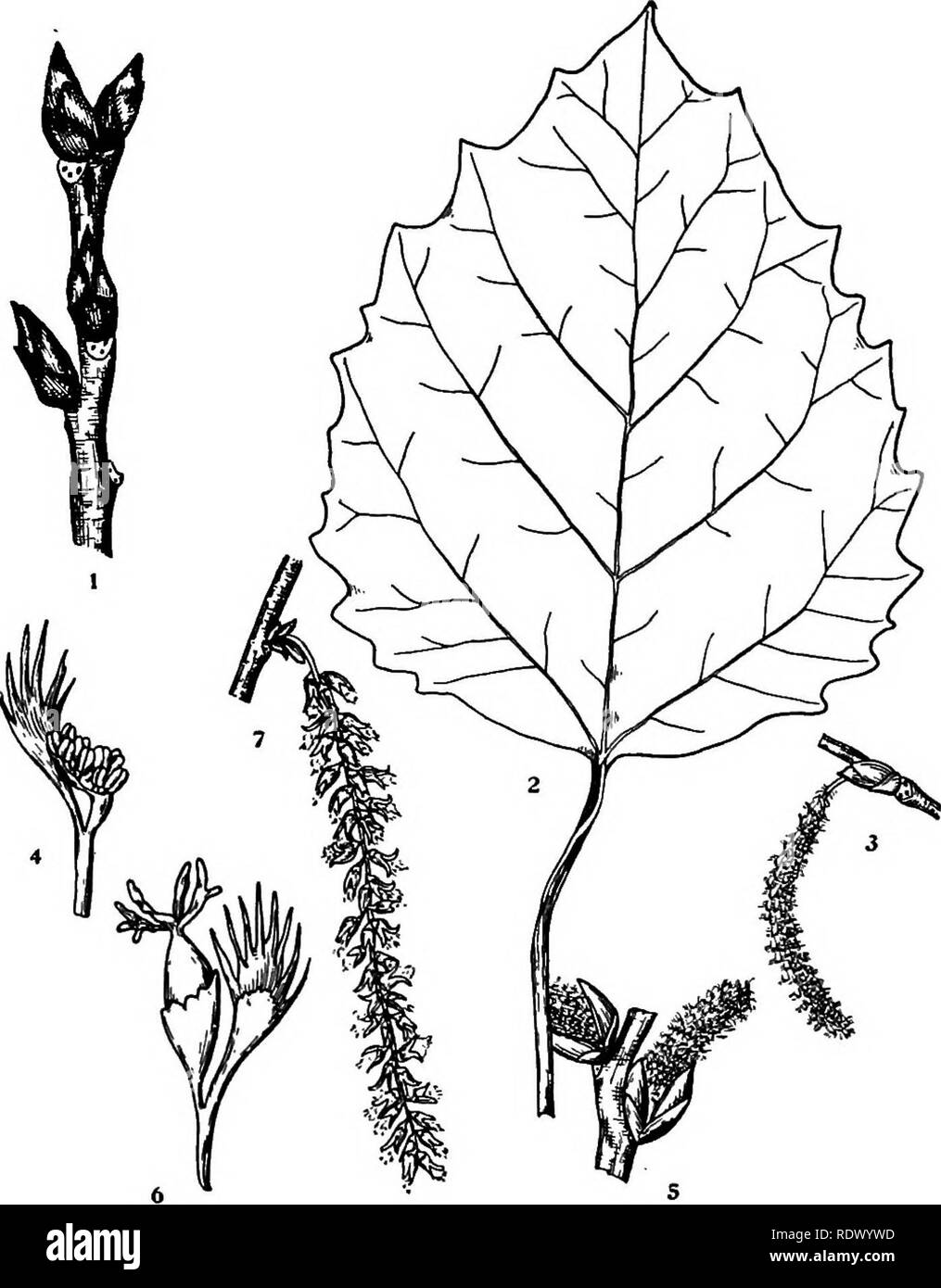 . Michigan trees; a handbook of the native and most important introduced species. Trees. Largetooth Aspen. 1. Winter twig, x 2. 2. Leaf, X I. 3. Staminate flowering branchlet, x J4. 4. Staminate flower, enlarged. 5. Pistillate flowering branchlet, x J4. 6; Pistillate flower, enlarged. 7. Fruit, X J4. — 50 —. Please note that these images are extracted from scanned page images that may have been digitally enhanced for readability - coloration and appearance of these illustrations may not perfectly resemble the original work.. Otis, Charles Herbert, 1886. Ann Arbor, The Regents Stock Photo