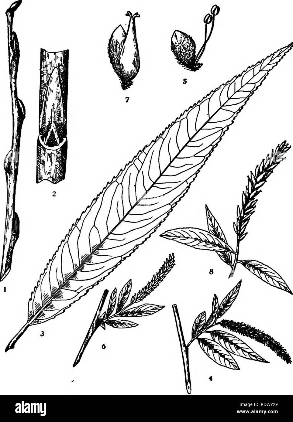 . Michigan trees; a handbook of the native and most important introduced species. Trees. Crack WUlow. Brittle Willow. 1. Winter twig, x i. 2. Portion of twig, enlarged. 3. Leaf, X I. 4. Staminate flowering branchlet, x Yz. 5. Staminate flower, enlarged. 6. Pistillate flowering branchlet, x ]/i. 7. Pistillate flower, enlarged. 8. Fruiting branchlet, x J4. — 40 —. Please note that these images are extracted from scanned page images that may have been digitally enhanced for readability - coloration and appearance of these illustrations may not perfectly resemble the original work.. Otis, Charles  Stock Photo