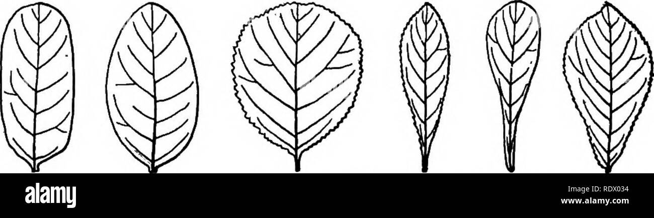 . Michigan trees; a handbook of the native and most important introduced species. Trees. Lanceolate. Ovate. Heart-shaped. Halberd-shaped. I^inear. Elliptical.. Oblong. Oval. Orbicular. Oblanceolate. Spatulate. Obovate. near by, but under adverse circumstances. How different are the leaves of the big white oak standing in the yard; they are hardly lobed on the lowermost branches, while higher up they are deeply' cut. Yet, in spite of the many modifications that leaves undergo, the leaves of any one species have certain rather constant char- LEAF TIPS. Please note that these images are extracted Stock Photo