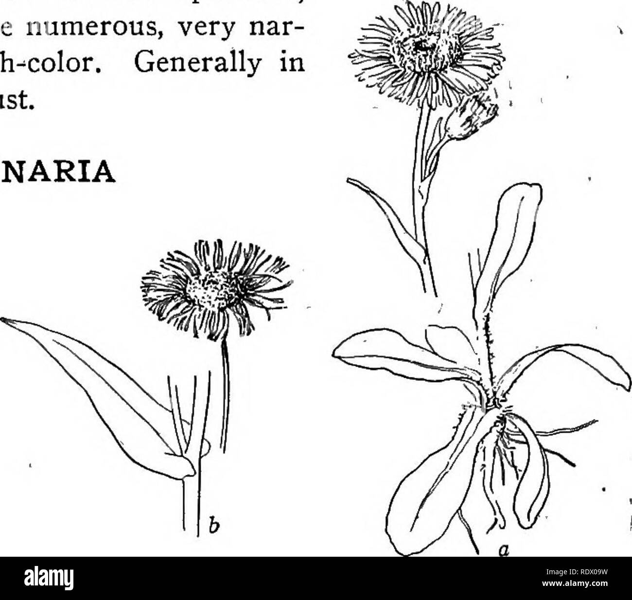 . A spring flora for high schools. Botany. COMPOSITAE (COMPOSITE FAMILY)- i;2i. Erigeron, Fleabane; a, E. pulchellus; h, philadelphicus. B.I E. philadelphicus, Fleabane. Hairy; stem leafy, corymbed, bearing several small heads; leaves oblong, the upper clasping by a heart- shaped base, entire, the lowest spatulate, toothed; rays much more numerous, very nar- row, rose-purple or flesh^color. Generally in rich soil. May to August. ANTENNARIA White-woolly herbs, with entire leaves and eorymbose or racemose heads. Heads many-flowered, dioecious; flowers all tubular. Involucre dry and scarious, whi Stock Photo