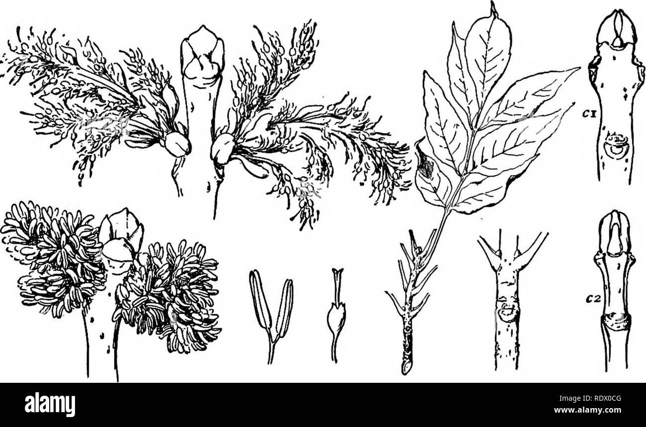 . A spring flora for high schools. Botany. io6 GENTIANACEAE (GENTIAN FAMILY) F. americana, White Ash. Large and very valuable forest tree, with gray furrowed bark and smooth gray branchlets; leaflets 5-9 petiolate, ovate or lanceolate-oblong, pointed, entire or sparingly toothed, paler beneath; fruit marginless below, abruptly dilated into a lanceolate, oblanceolate, or wedge-oblong wing. Rich woods. April, May.. Fraxinus; a, and b, F. americana, White ash; ci, winter bud of F. nigra, Black ash; C2, winter bud of F. quadrangulata, Blue ash. F. nigra. Black Ash. Small or middle-sized tree; leaf Stock Photo