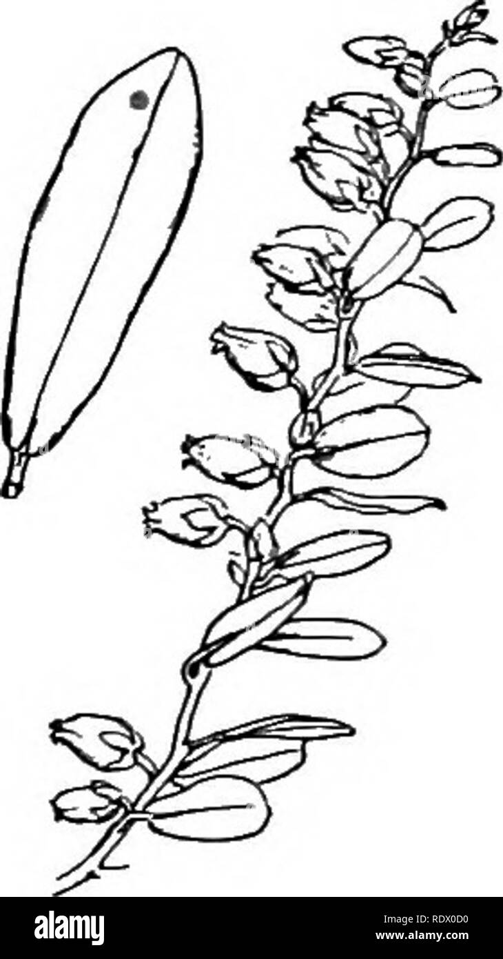 . A spring flora for high schools. Botany. 102 ERICACEAE (HEATH FAMILY) R. nudiflorum. Purple Azalea. Leaves oblanceolate to obovate, sparingly pubescent; pedicels strigose hairy; flowers appearing before or with the leaves; corolla flesh-color, pink, or purple, the tube strigose, scarcely longer than the ample lobes; the 5 stamens and style long exserted; capsule strigose. Open woods and swamps. May, June. KALMIA Evergreen, mostly smooth shrubs, with alternate or opposite, entire, thick leaves. Showy flowers. Bell-shaped corolla with. lo pouches receiving as many anthers; and 5-cell.ed capsul Stock Photo