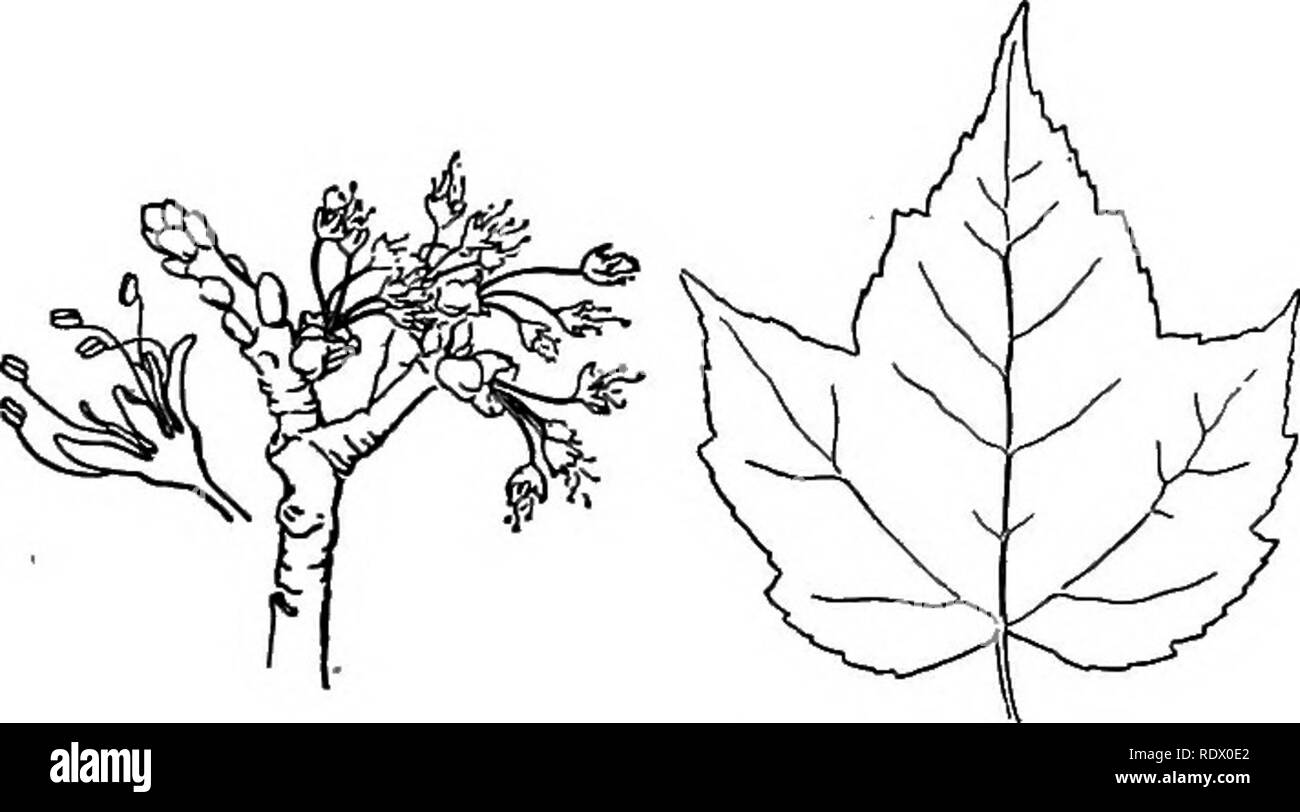 . A spring flora for high schools. Botany. Staphylea trifolia^ Bladder nut. ACER Calyx colored, mostly 5-lobed. Petals either none, or as many as the sepals. Stamens 3 to 12. Ovary 2-celled. The back of each carpel develops a wing, converting the fruit into 2 i-seeded samaras, or key-fruits. A. saccharum. Sugar Maple. A large tree; leaves 3 to s-lobed with pointed sinuate-toothed lobes; flowers in nearly sessile, flat- topped clusters, greenish-yellow, appearing with the leaves, drooping on slender, hairy pedicels; petals none; wings of fruit broad. Rich woods. April, May. A. saccharinum, Silv Stock Photo