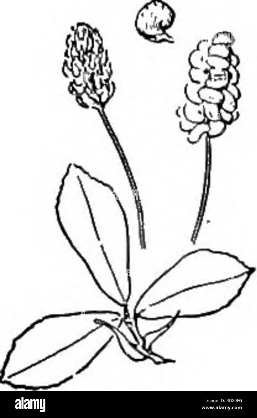 . A spring flora for high schools. Botany. 84 LEGUMINOSEAE (PULSE FAMILY) M. alba, Sweet Clover. Tall; leaflets serrate, truncate; petals white, the standard longer than the other petals; pods somewhat reticulate. Rich soils and along roadsides. MEDICAGO Herbs with pinnately 3-foliolate leaves, toothed leaflets, and flowers as in Melilotus. Pod curved or coiled. M. lupulina, Black Medick. Procumbent and pubescent; leaflets wedge-obovate, toothed at apex; flowers yellow, in short spikes; pods kidney-formed. Waste places. ROBINIA Trees or shrubs, often with spines replacing stipules. Pinnate lea Stock Photo