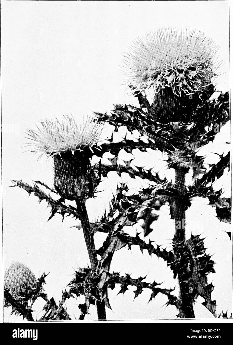 . Field, forest, and wayside flowers; with chapters on grasses, sedges, and ferns; untechnical studies for unlearned lovers of nature. Flowers; Botany. Fig. g6.—Pasture-thistles (Cnicnspuniilis). 343. Please note that these images are extracted from scanned page images that may have been digitally enhanced for readability - coloration and appearance of these illustrations may not perfectly resemble the original work.. Going, Maud, 1859-1925. New York, The Baker and Taylor Company Stock Photo