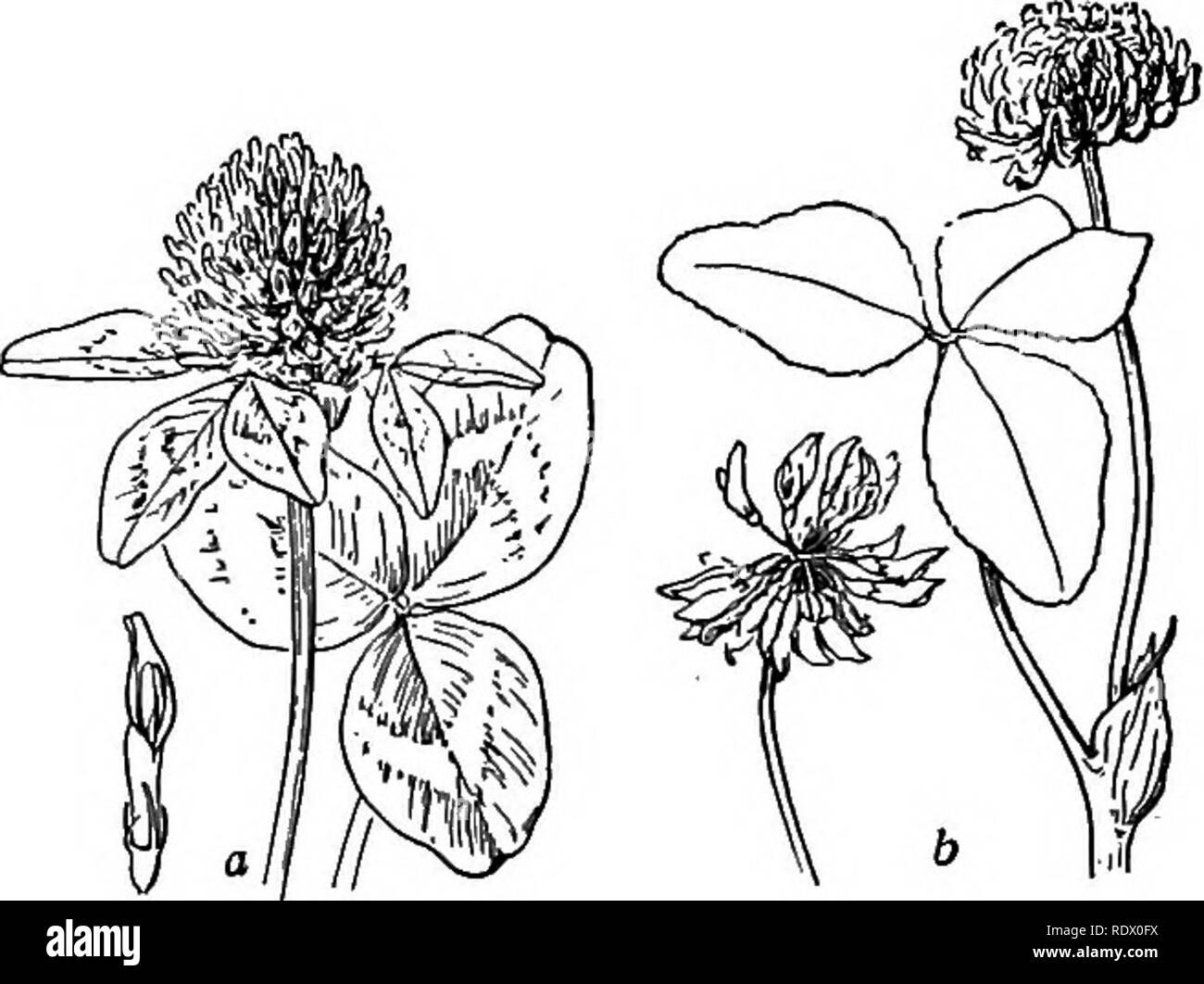 . A spring flora for high schools. Botany. LEGUMINOSEAE (PULSE FAMILY) 83 leaflets 7 to 11, oblanceolate; flowers in a long raceme, purplish-blue; pods broad, very hairy with 5 or 6 seeds. Sandy soil. May, June.. TrifoUum; a. T. pratense, Red clover; 6, T. rcpens. White clover. TRIFOLIUM Tufted shrubs with mostly palmately, 3-foliolate leaves. Flow- ers in heads or spikes. Keel short and obtuse and the loth stamen more or less sep- arate from the others. Pods small, often included in calyx. T. pratense, Red Clover. Stems ascending, some- what hairy; leaflets oval or obovate, often notched at e Stock Photo