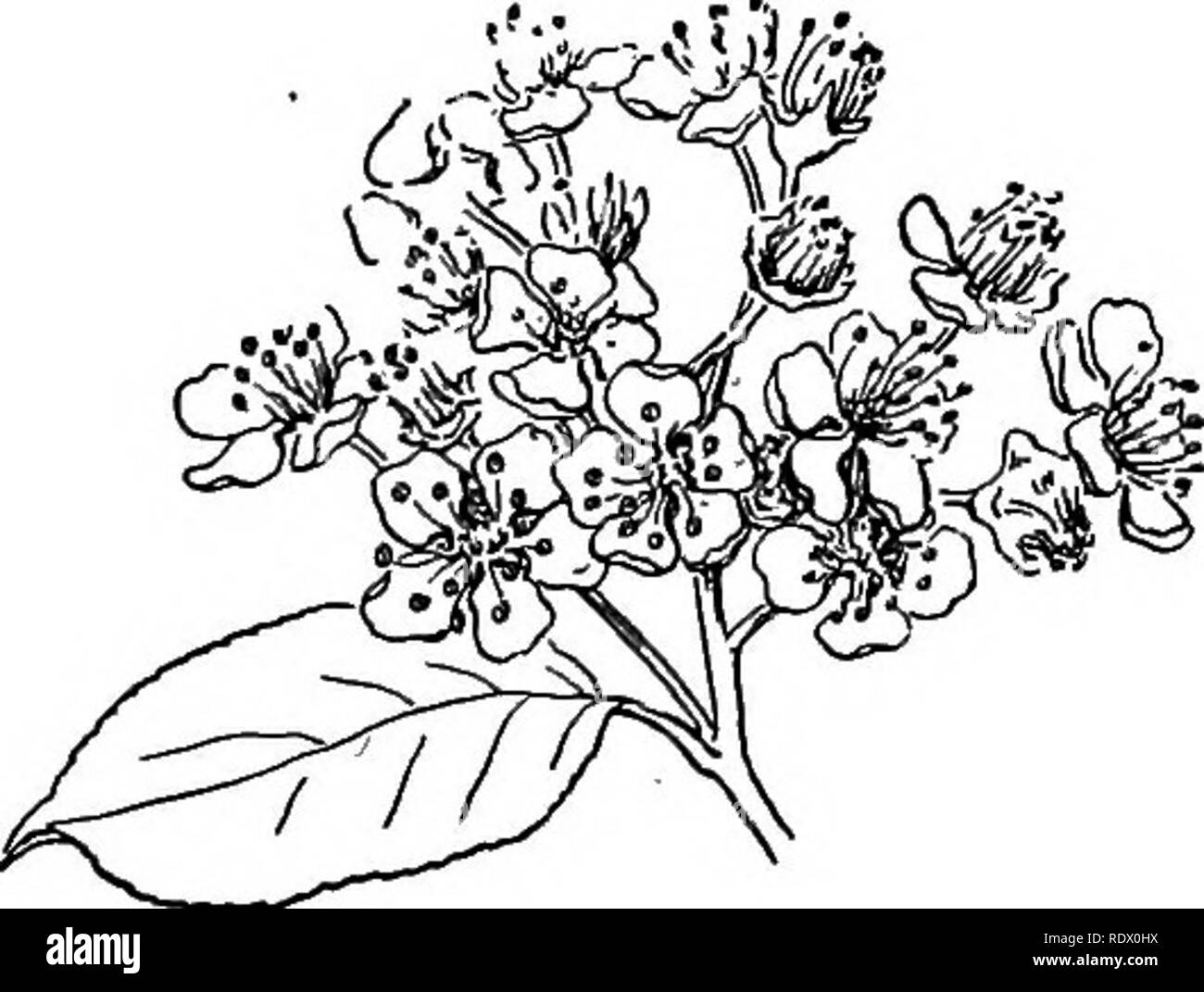 . A spring flora for high schools. Botany. Pyrus arbutifolia, Chokeberry. AMELANCHIER Small trees or shrubs with smooth leaves, white flowers in racemes. Stamens nu- merous ; carpels 5; the berry- like pome lo-celled on ac- count of false partitions. A. canadensis, Service Berry. Trees or shrubs 3 to 12 m. high. Leaves ovate, usually cor- dated base, pointed finely and sharply serrate; flowers large, in droop- ing racemes; petals narrowly oblong, 15 to 25 mm. in length; fruit crimson or purplish. In dry woods. March to May. A. oblongifolia, Shadbush. Shrubs or small trees, 2 to 6 m. high. Youn Stock Photo