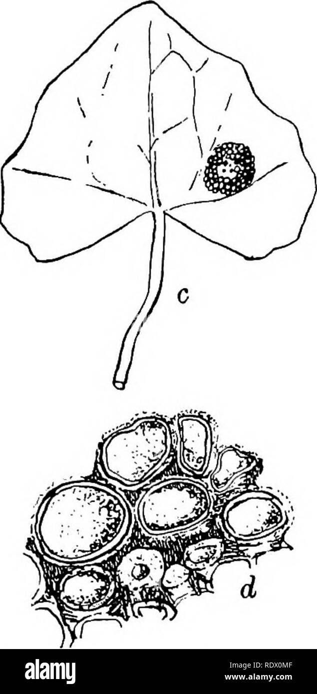 . Fungi, ascomycetes, ustilaginales, uredinales. Fungi. Fig. 176. Puccinia Graminis Pers.; a. infected leaf of Berberis vulgaris, nat. size; b. group of aecidia, X5. Uromyces Poae Rabenh.; 6. infected leaf of Ranufirulus JicariUf nat. size; d. group of aecidia, X2o; E.J. Welsford del. mother-cell (fig. 178). The spore mother-cell divides in the usual way, separating the aecidiospore above from its sister-cell below, but the latter here forms an elongated stalk instead of an intercalary cell. Each outgrowth of the basal cell thus produces only a single spore, the mode of formation of which is e Stock Photo