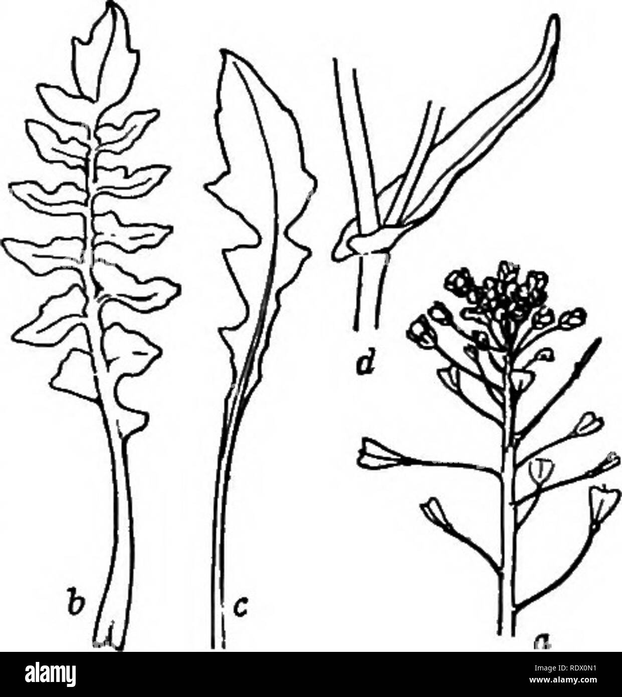. A spring flora for high schools. Botany. CRUCIFERAE (MUSTARD FAMILY) 71 D. caroliniana. Whitlow Grass. Small, 2.5-12 cm. high; petals usually twice the length of the calyx; pods broadly linear and smooth, much longer than the ascending pedicels. Sandy and waste fields. March to May. LEPIDIUM Small plants with simple leaves, small white or greenish flowers, and a roundish pod much flattened in a direction opposite to the narrow partition. L. virginicum. Wild Peppergrass. Leaves with tapering base, the upper linear or lanceolate and entire, the lower incised or pinnatifid; the orbicular or ova Stock Photo