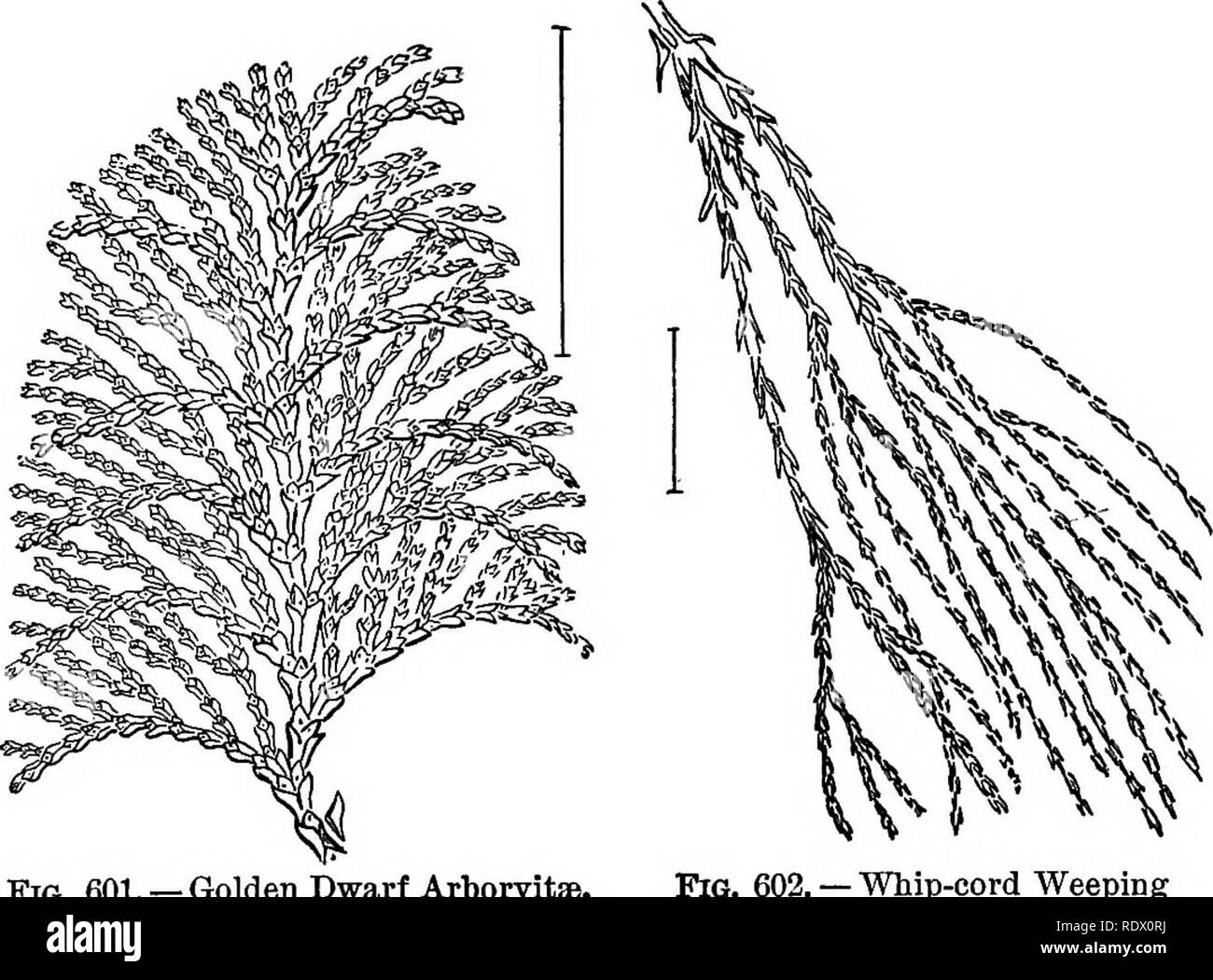 . Ornamental shrubs of the United States (hardy, cultivated). Shrubs. ARBORVIT^ 333 lasts throughout the year ; Thkead-beanched Aeborvit^ — filiformis strfcta—is a round-headed dwarf bush with upright slender, almost thread-like, branches ; Whipcord Weeping Arbokvitje (602) —p^ndula —is a weeping bush with tufted cord-like branchlets; Junipek-leaveu Arboevitje — decussata — is a bright bluish green low compact rounded form, with linear spreading leaves, similar to ChamsBcyparis squarrbsa, very useful for window boxes. The so-called ' Japanese Eetinosporas ' furnish a number of dwarf forms with Stock Photo