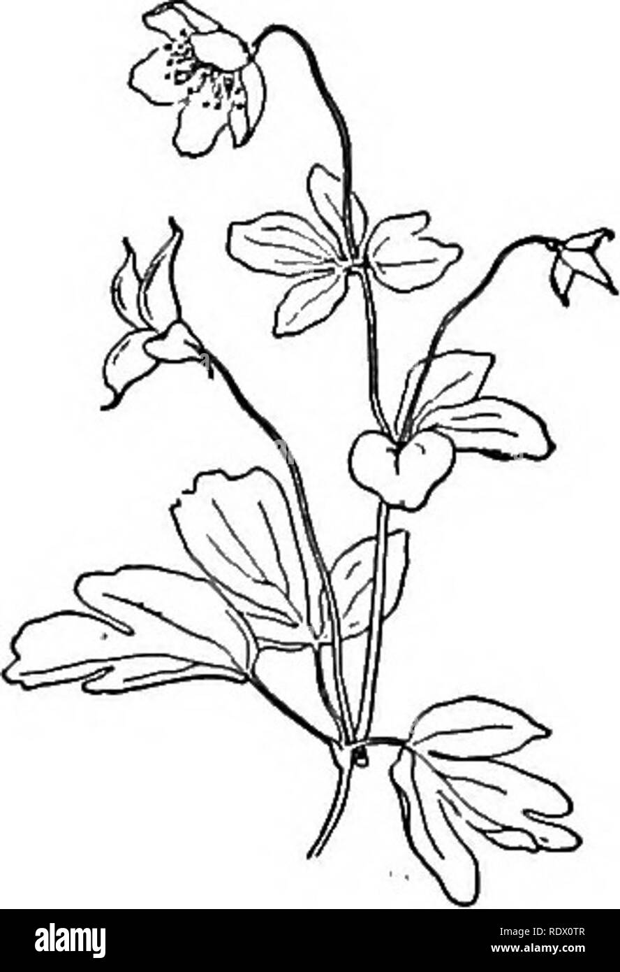 . A spring flora for high schools. Botany. Sepals 5, petal-like, deciduous, more, the styles pointed. Stamens 10-40. Pistils 3-6 or I. biternatum. Fibers of the root thickened here and there into little tubers. Moist and shady woods and cliffs. May. caltha' Glabrous, hydrophytic perennials with round and heart-shaped large leaves. Sepals 5-9, petal-like. Pistils 5—10 with scarcely any styles. C. palustris, Marsh Marigold. Swamps and wet meadows in April and June. The stem is hollow and furrowed. The sepals are broadly oval and bright yellow. Sometimes used for greens when young. The brilliant  Stock Photo
