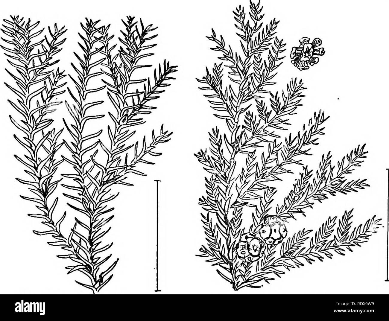 . Ornamental shrubs of the United States (hardy, cultivated). Shrubs. 328 DESCRIPTIONS OF THE SHRUBS an arrangement that is called 2-ranked. The cones are short, under 1 inch, pendulous with smooth scales, found at the tips of the branches. Of the Common Hemlock—Tsuga canadensis,—Sargent's Weeping Hemlock (587) — var. Sargentiana, or S&amp;rgenti pgndula — rarely grows over 3 feet high and has short drooping branchlets forming a dense flat-topped' mass of foliage; Dwarf Hemlock^^ nana—is a dwarf with spreading branches and short branchlets forming a depressed shrub under 3 feet high. There is  Stock Photo