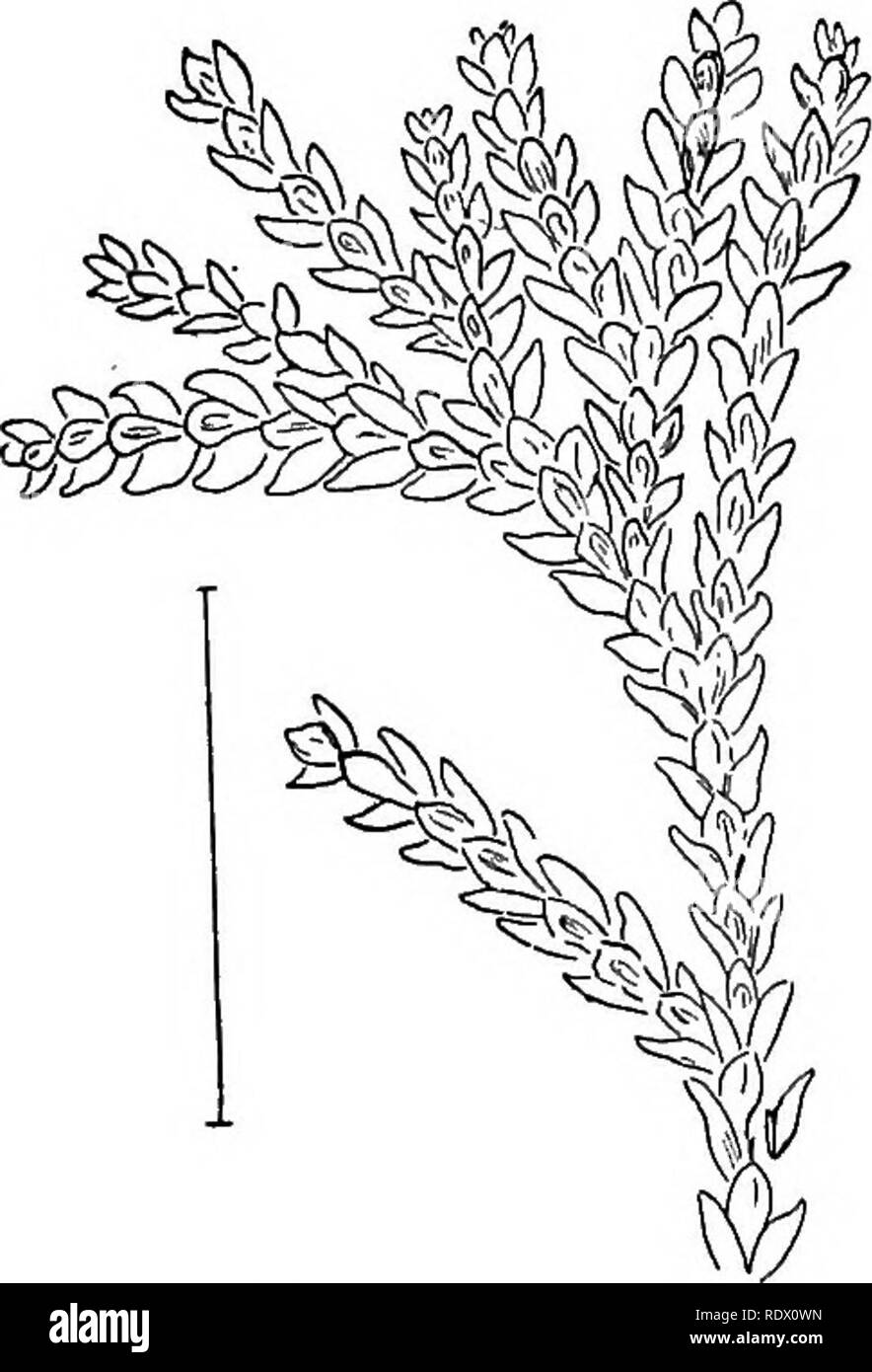 . Ornamental shrubs of the United States (hardy, cultivated). Shrubs. Fig. 589.—Golden Dwarf Arborvitae.. Fig. 590. — Dwarf Dolabrata Arborvitse.. Please note that these images are extracted from scanned page images that may have been digitally enhanced for readability - coloration and appearance of these illustrations may not perfectly resemble the original work.. Apgar, A. C. (Austin Craig), 1838-1908; Draycott, Ada (Apgar). New York, Cincinnati [etc] American Book Company Stock Photo