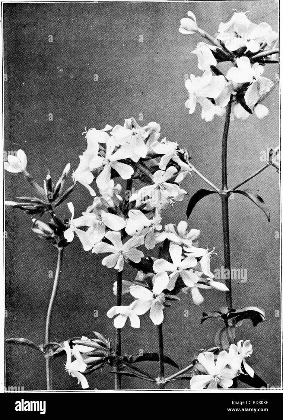 Field Forest And Wayside Flowers With Chapters On Grasses