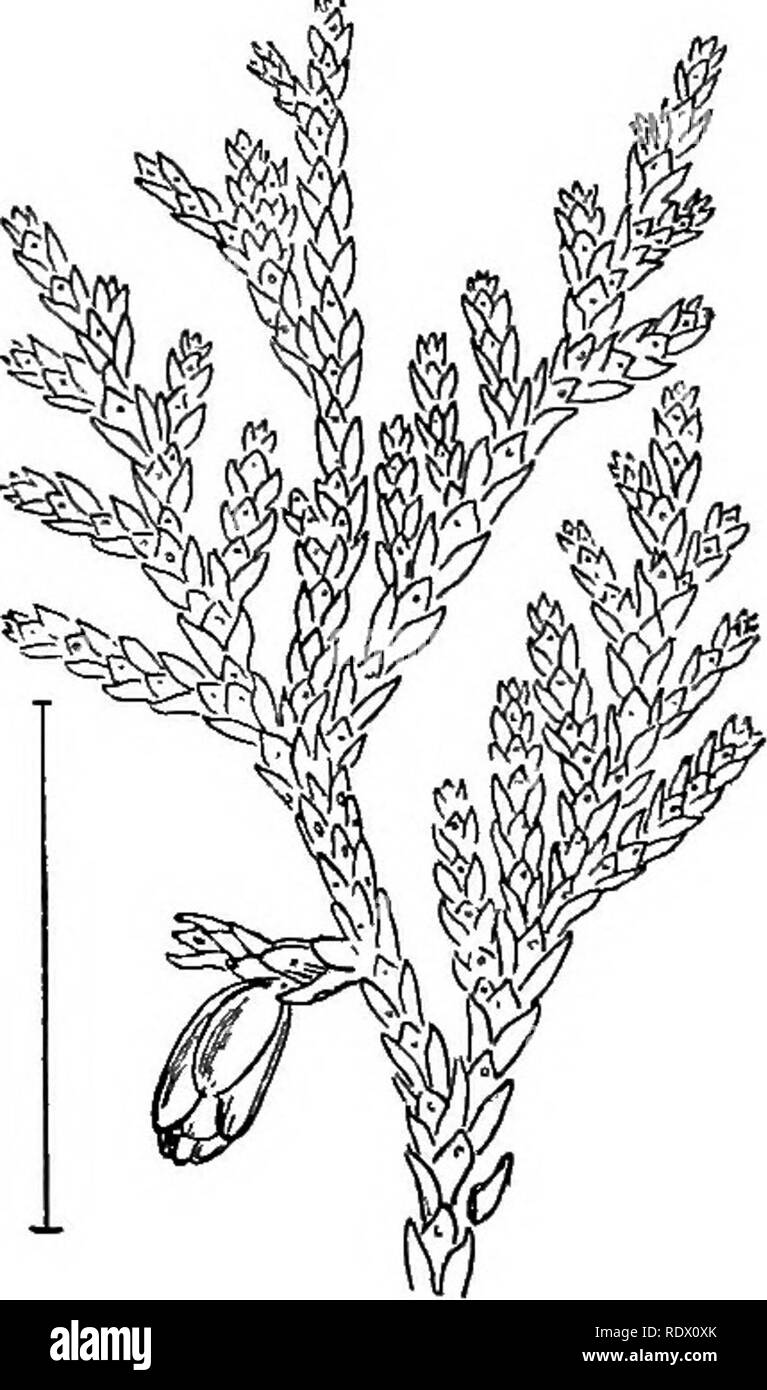 . Ornamental shrubs of the United States (hardy, cultivated). Shrubs. Fig. 587. — Sargent's Weeping Hemlock. Fig. 588. — Hovey's Arborvitae. the many varieties sold there are several that grow more like a shrub than a tree. Among these varieties are: Gkegoby's Dwarf Spruce (586) — GregorySma, — seldom more than 1 to 2 feet high with numerous small, spreading branches densely clothed with short stifi spreading leaves; Small Norway Spruce—ptmilla, — a dwarf with a more conic form and with glaucous leaves spreading in aU directions from the branches; Pigmy Spruce—pygmsea,—with leaves very small,  Stock Photo