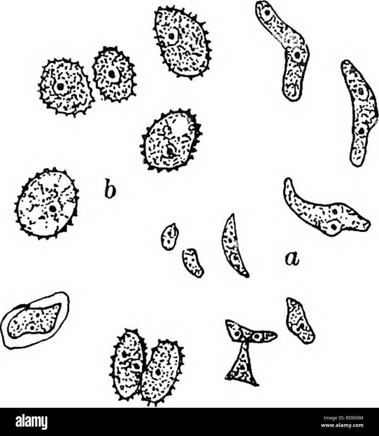. Fungi, ascomycetes, ustilaginales, uredinales. Fungi. Fig. 151. Urocystis Fischeri; spore- ball, one spore germinating, x 500; after Plowright. Fig. 152. Ustilago Carbo u, young, binucleate brand-spores; l&gt;. older spores after nuclear fusion; after Rawitscher. The young spore, like the cells of the mycelium from which it is derived, contains two nuclei (fig. 1^20). These undergo fusion, so that the mature spore is uninucleate (fig. 152(5). The pairing of the nuclei, which begins with the association of the basidiospores (or their conidia), is thus completed in the brand-spore. The minute Stock Photo
