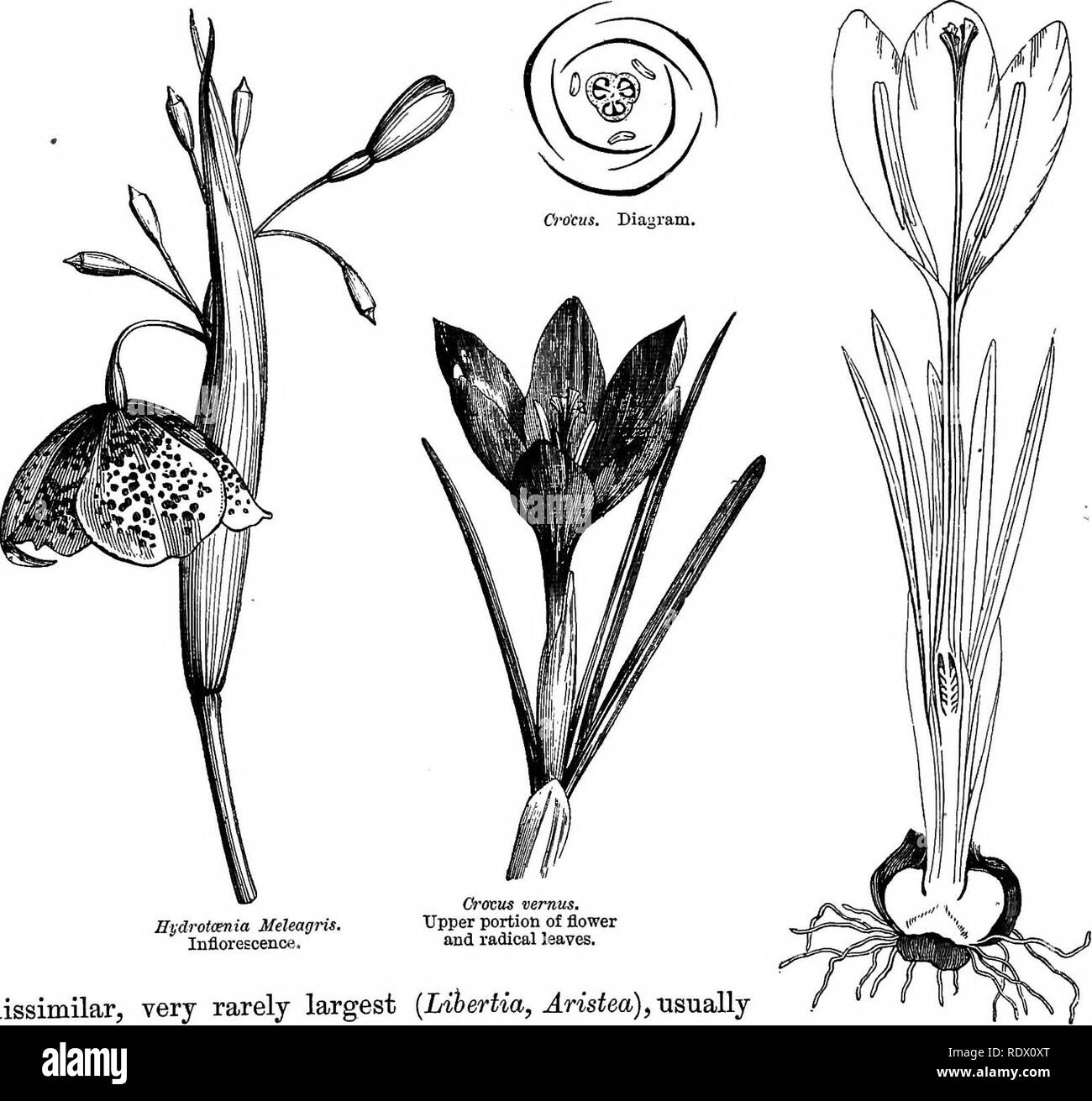 . A general system of botany, descriptive and analytical. In two parts ...