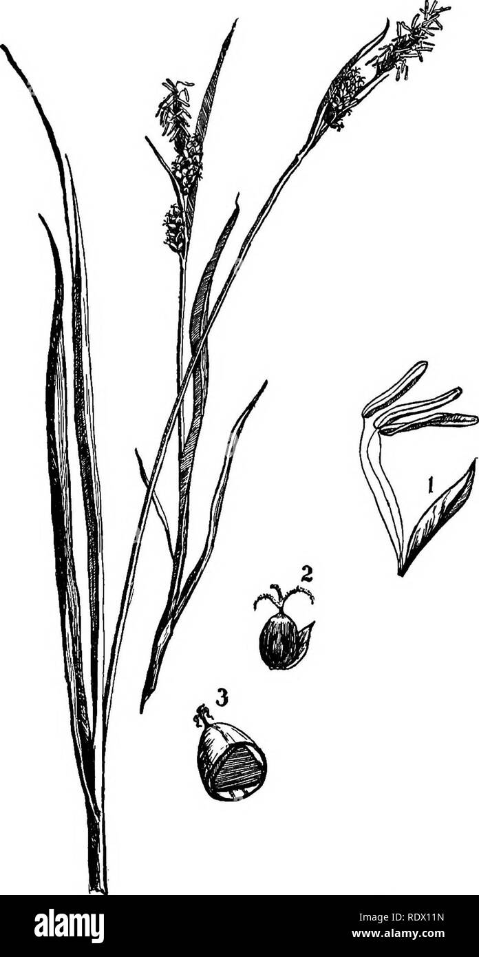 . Field, forest, and wayside flowers; with chapters on grasses, sedges, and ferns; untechnical studies for unlearned lovers of nature. Flowers; Botany. Rushes and Sedges 195. Fig. 53.—A typical carex {Carex kystricina). , A stamioate flower with its scale; 2, a pistellate flower witli its scale; 3, cross-section of the perigynium^ showing the fruit within. (All magnified,). Please note that these images are extracted from scanned page images that may have been digitally enhanced for readability - coloration and appearance of these illustrations may not perfectly resemble the original work.. Go Stock Photo