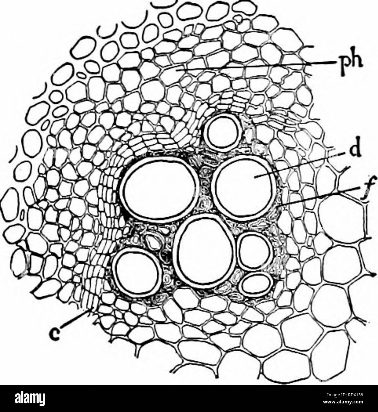 . Outlines of botany for the high school laboratory and classroom