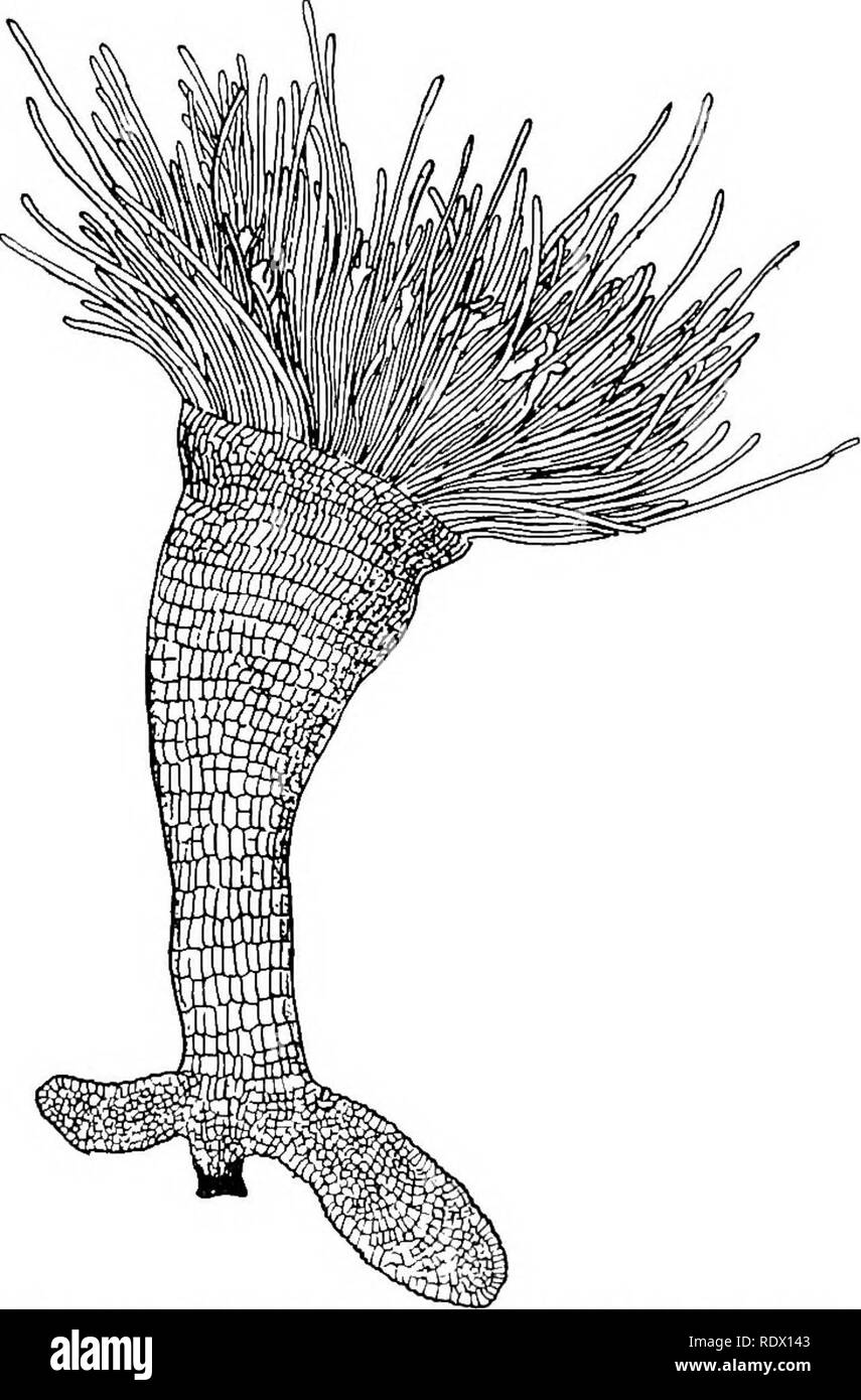 . Fungi, ascomycetes, ustilaginales, uredinales. Fungi. V] LABOULBENIALES 173 monoecious forms) bears the appendages in a terminal position and the perithecium laterally (fig. 136). More rarely the receptacle consists of a larger number of cells variously arranged and reaching a considerable complexity in such forms as Zodio- myces vorticellarius (fig. 133). One or more appendages are borne on the receptacle. These are more or less filamentous and often elaborately branched. They bear the male organs and serve also for the protection of the delicate trichogyne and perhaps facilitate fertilizat Stock Photo