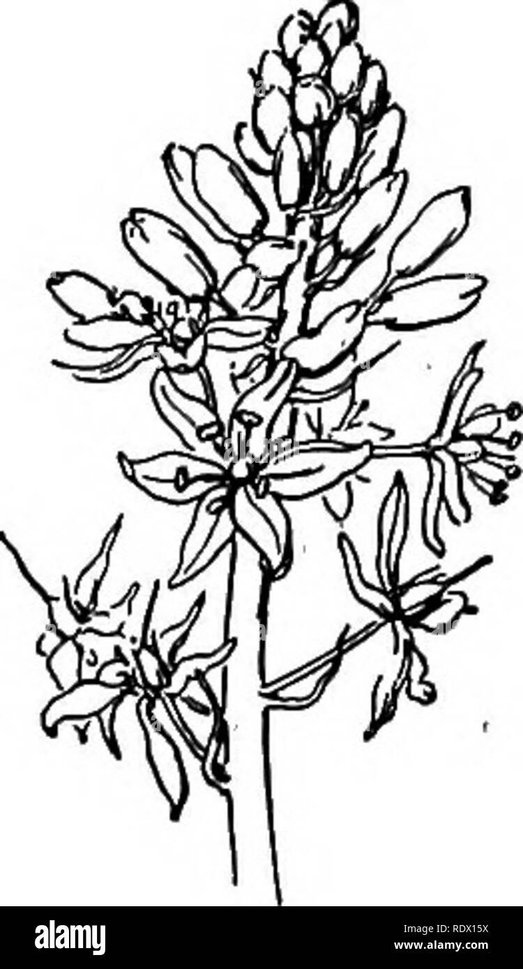. A spring flora for high schools. Botany. SMILACINA Flowers perfect. Fruit a globular berry Perianth-segments distinct. Leafy-stemmed. Flowers 6-parted, racemose or paniculate. The berries at first greenish or yellowish, speckled with brown, and changing to dull red. Perennial herbs, with simple stems aris- ing from rootstocks. Flowers white and sometimes fragraiit. (Name a diminutive of Smilax.) S. racemosa. False Solomon's Seal. Camassia esmienta, Wild Flowers on very short pedicels in a ter- hyacinth. minal racemose panicle. Stamens longer than the very small sepals. Rootstock fleshy. Leav Stock Photo