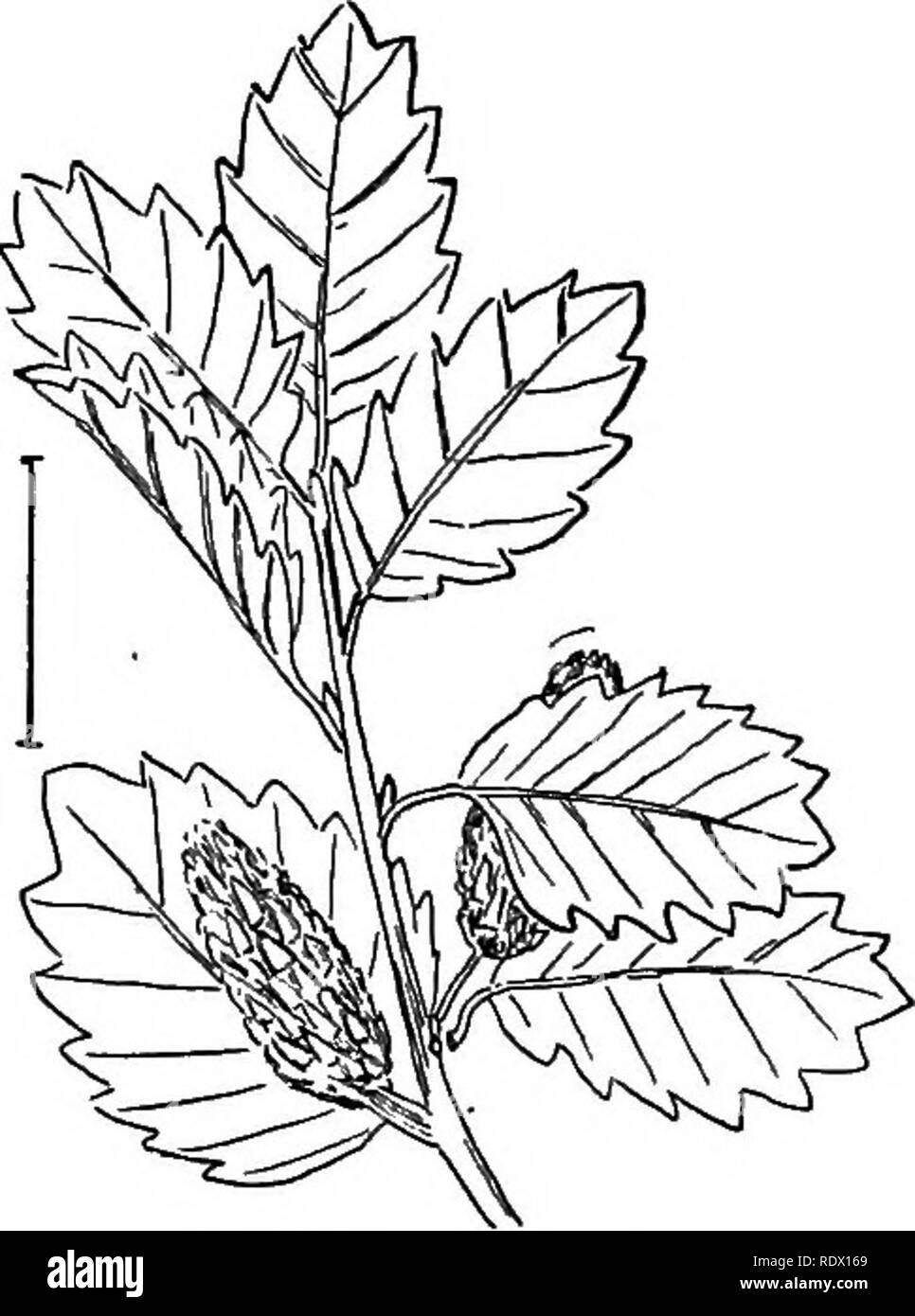 . Ornamental shrubs of the United States (hardy, cultivated). Shrubs. Fig. 554. —Dwarf Birch. Fig. 555. — Low Birch. Birch (555) — Betula ptimila, — 2 to 15 feet high with longer and less rounded leaves having dense brownish hairs beloW when young; and Shrubby Birch (556) — Betula hiunilis, — 2 to 6 feet high, with glandular tvrigs and crenately-serrate smooth leaves J to 1 inches long. [Seeds.] Alnus. The Alders are generally shrubby plants growing abundantly along streams and in damp places. They have alternate simple straight- veined notched deciduous leaves and dry rounded cones which rem Stock Photo