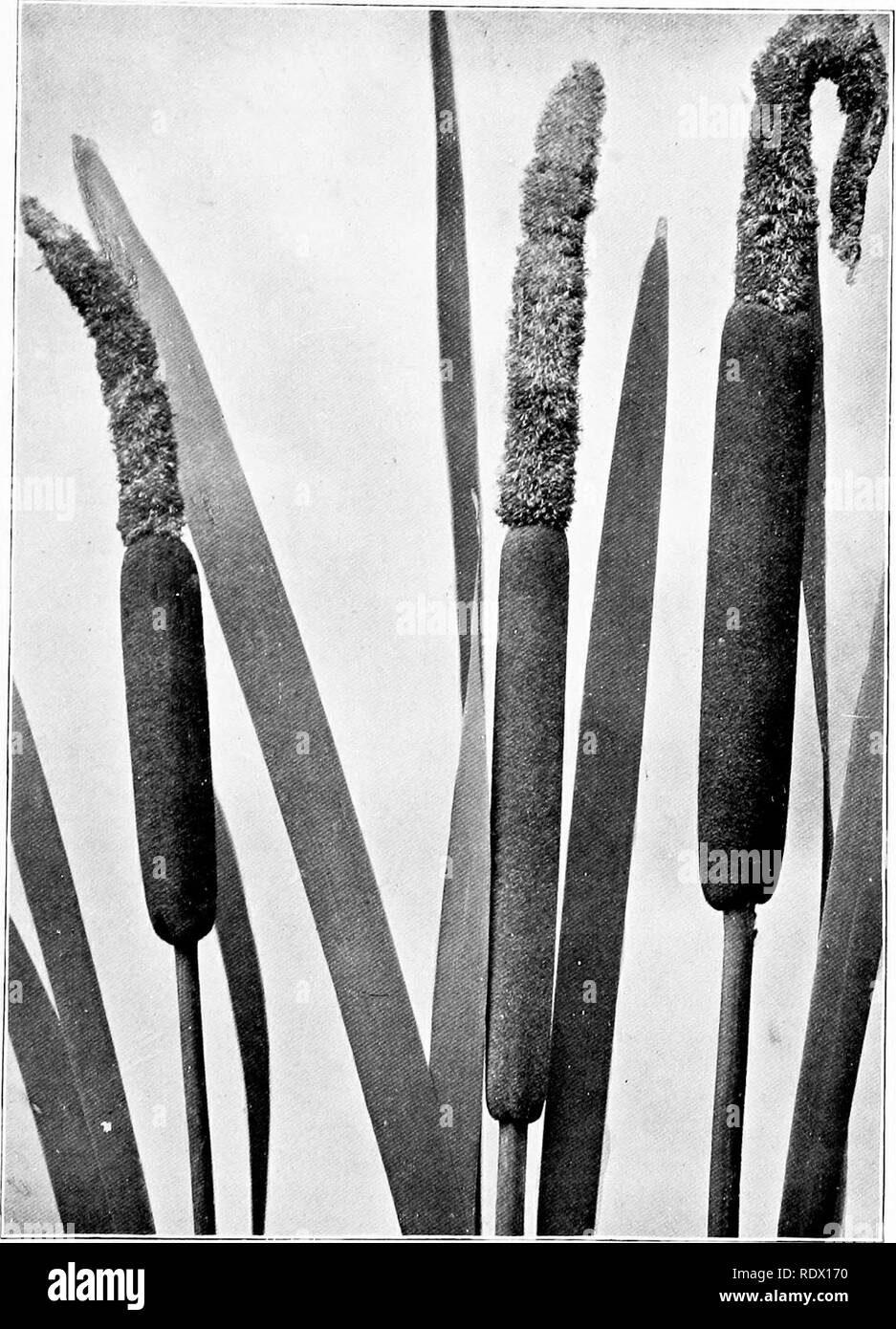 Field Forest And Wayside Flowers With Chapters On Grasses