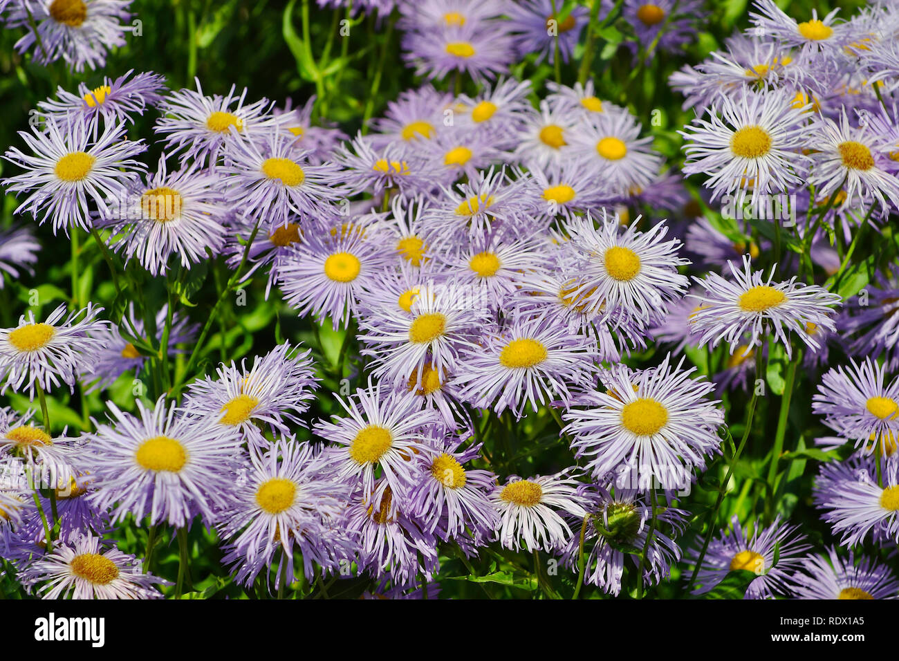 Flowers of the Garden Fleabane or Meadow Fleabane (Erigeron speciosus) Stock Photo