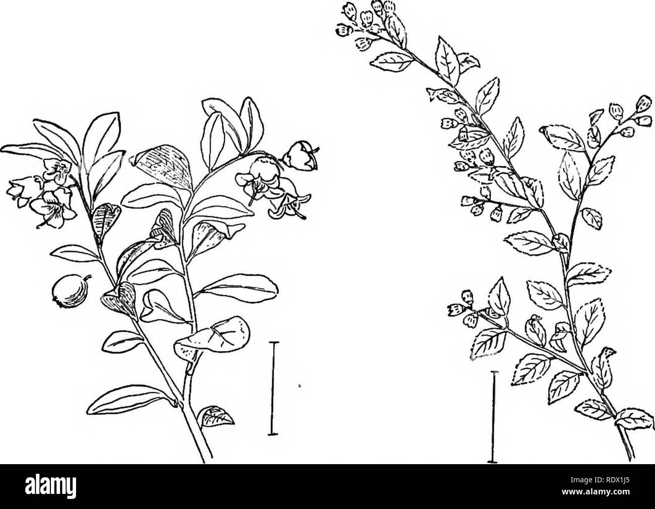 Santolina shrubs Black and White Stock Photos & Images - Alamy
