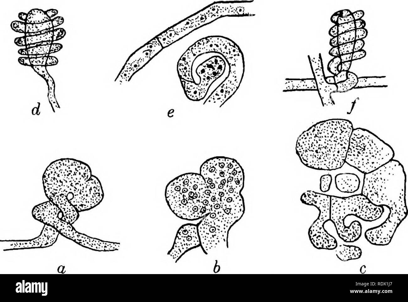 . Fungi, ascomycetes, ustilaginales, uredinales. Fungi. in] PLECTASCALES 67 In G. Candidas (fig. 27 d) the antheridium and oogonium already differ in form at the time of their union, and, in the majority of cases, appear to. Fig. 27. Gymnoascus Reesil Baran.; a. surface view of conjugating cells; b. the same in longitudinal section; t. a later stage, septate oogonium giving rise to ascogenous hyphae; Gymnoascus candithcs Eidam; d, surface view of conjugating cells; e. same in longitudinal section; all after Dale. Ctenomyces serratus Eidam; f. surface view of con- jugating cells, X400; after Ei Stock Photo