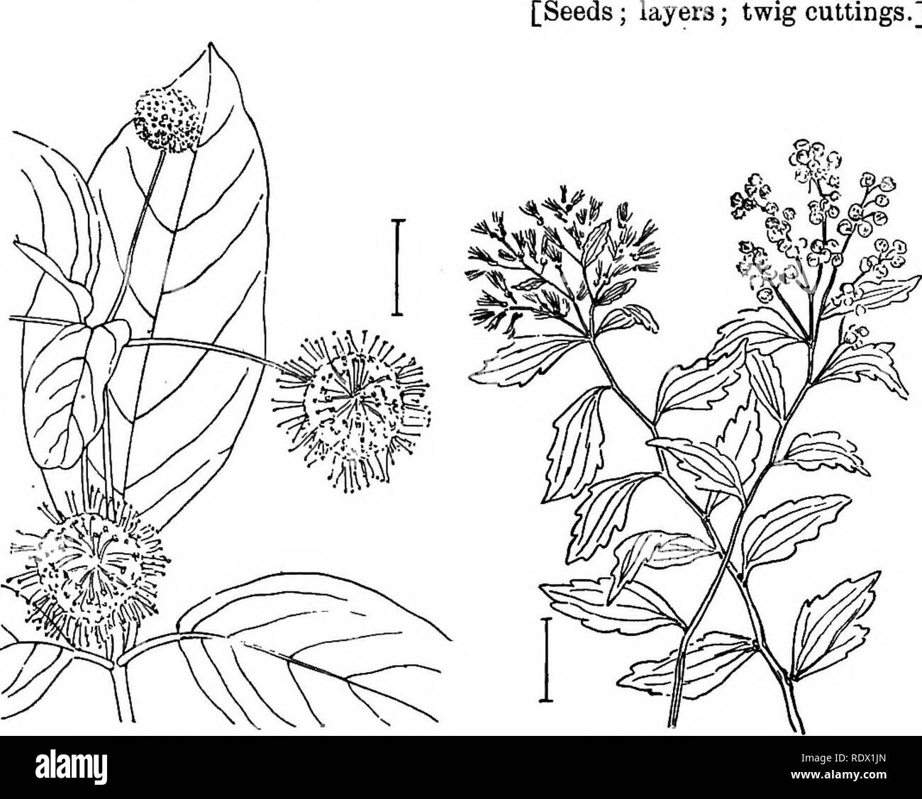 . Ornamental shrubs of the United States (hardy, cultivated). Shrubs. CEPHALANTHUS 241 border (salver- or bell-shaped) of 6 or more lobes. The Gardenias proper have a 1-celled pod. They are hardy only in the South. Cape 'Jasmine' (399) —Gardenia jasminoides—has a calyx with 5 slen- der teeth and distinct ridges along the sides of the united portion. The corolla, in the usually cultivated variety, is fully double with many white waxy lobes. There are many varieties under many names, differing in the width of the leaves and the height and habit of plant growth. HaVdy to the Carolinas and extensi Stock Photo