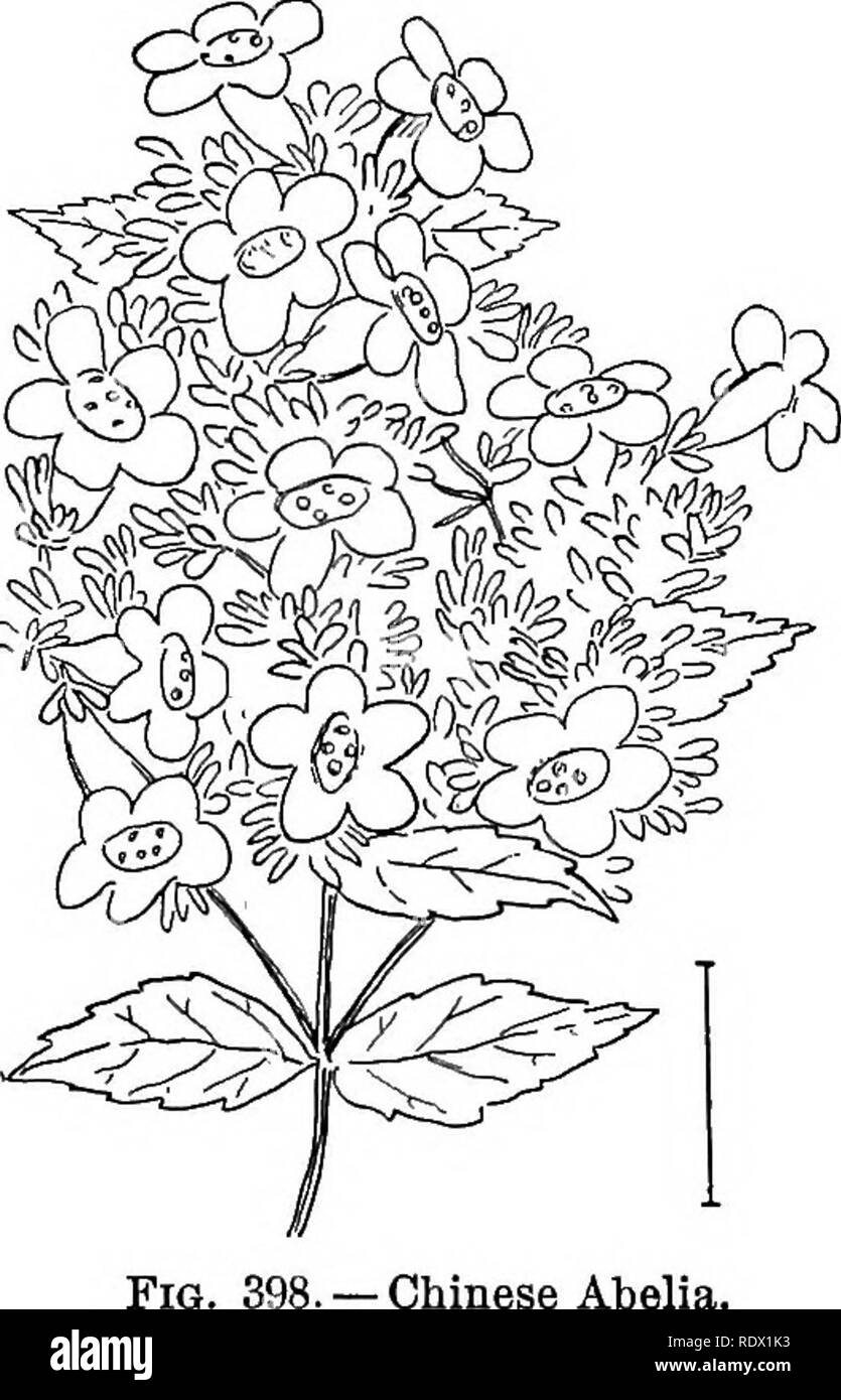 Georgia Market Bulletin Blog Arty S Garden Plant Glossy Abelia