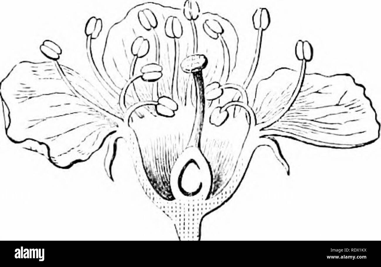 Outlines Of Botany For The High School Laboratory And - 