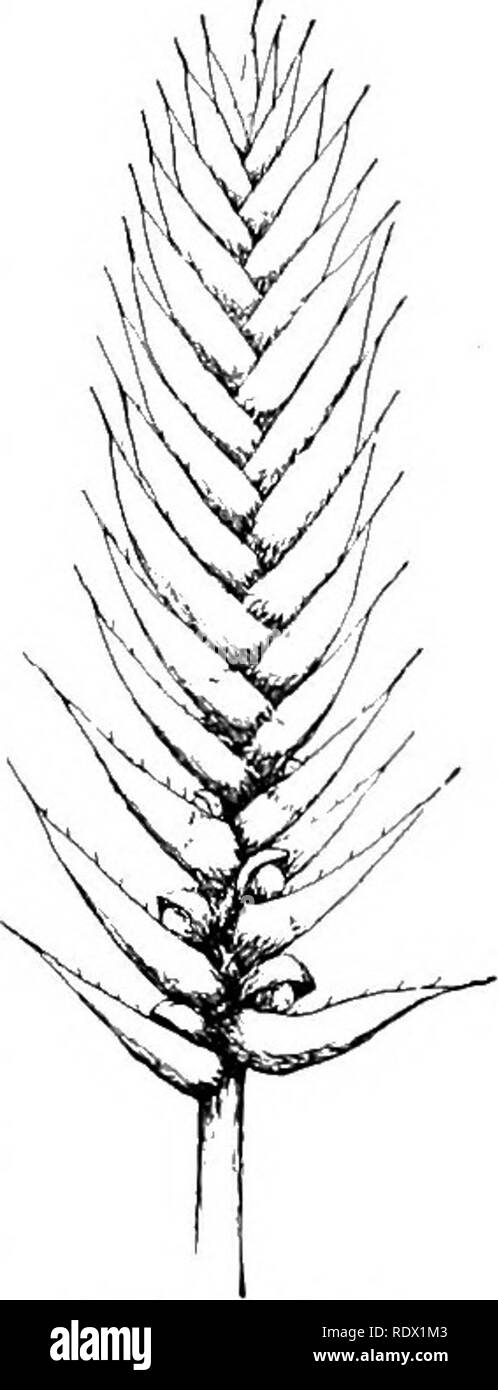 . The fern allies of North America north of Mexico. Pteridophyta; Botany. THE SELAGINELLA RUPESTRIS GROUP. 141 differ from the ordinaiy foliage leaves only in being broader at base and having rather more numerous cilia. They are arranged in four ranks, a row on each of the four angles of the spike, with the bases closely over-lapping. The spikes are from half an inch to an inch long. After the spores have fallen, the sporophylls be- come reflexed, and the sporangia, split nearly into halves, spread out in the axils like small greenish flowers. The megas- porangia are supposed always to bear fo Stock Photo