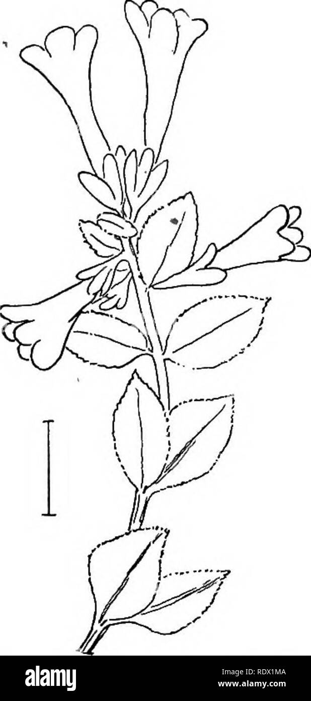 . Ornamental shrubs of the United States (hardy, cultivated). Shrubs. FiiQ. 392. — Entire-leaved AbeUa. Fig. 393. —Mexican Abelia.. Please note that these images are extracted from scanned page images that may have been digitally enhanced for readability - coloration and appearance of these illustrations may not perfectly resemble the original work.. Apgar, A. C. (Austin Craig), 1838-1908; Draycott, Ada (Apgar). New York, Cincinnati [etc] American Book Company Stock Photo