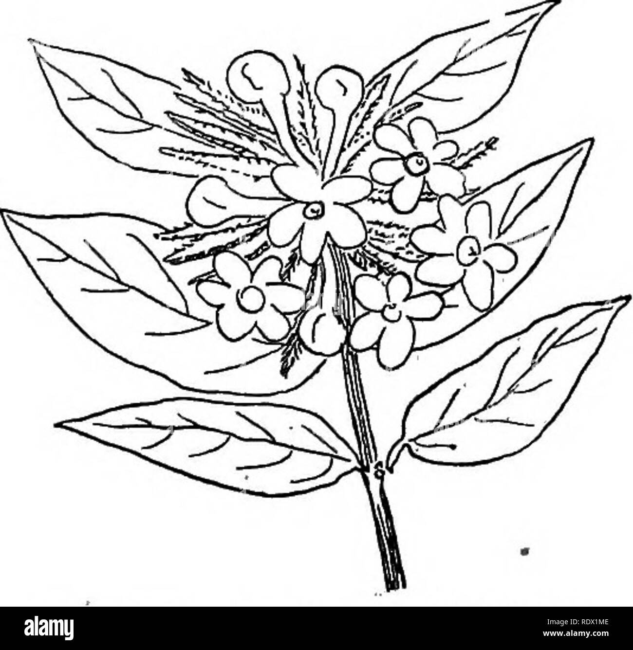 . Ornamental shrubs of the United States (hardy, cultivated). Shrubs. u., Eva Rathke Weigela. 6, Desboisi's Weigela, Fig. 391. — Two Hybrid Forms of Weigela. AbiSlia. The Abelias are tender low shrubs with small opposite notched leaves and tubular to funnel-formed 5-lobed flowers in terminal or axillary clusters, panicles. The lightly irregular flowers are espe- cially dainty and bloom for a long period;. Please note that these images are extracted from scanned page images that may have been digitally enhanced for readability - coloration and appearance of these illustrations may not perfectly Stock Photo
