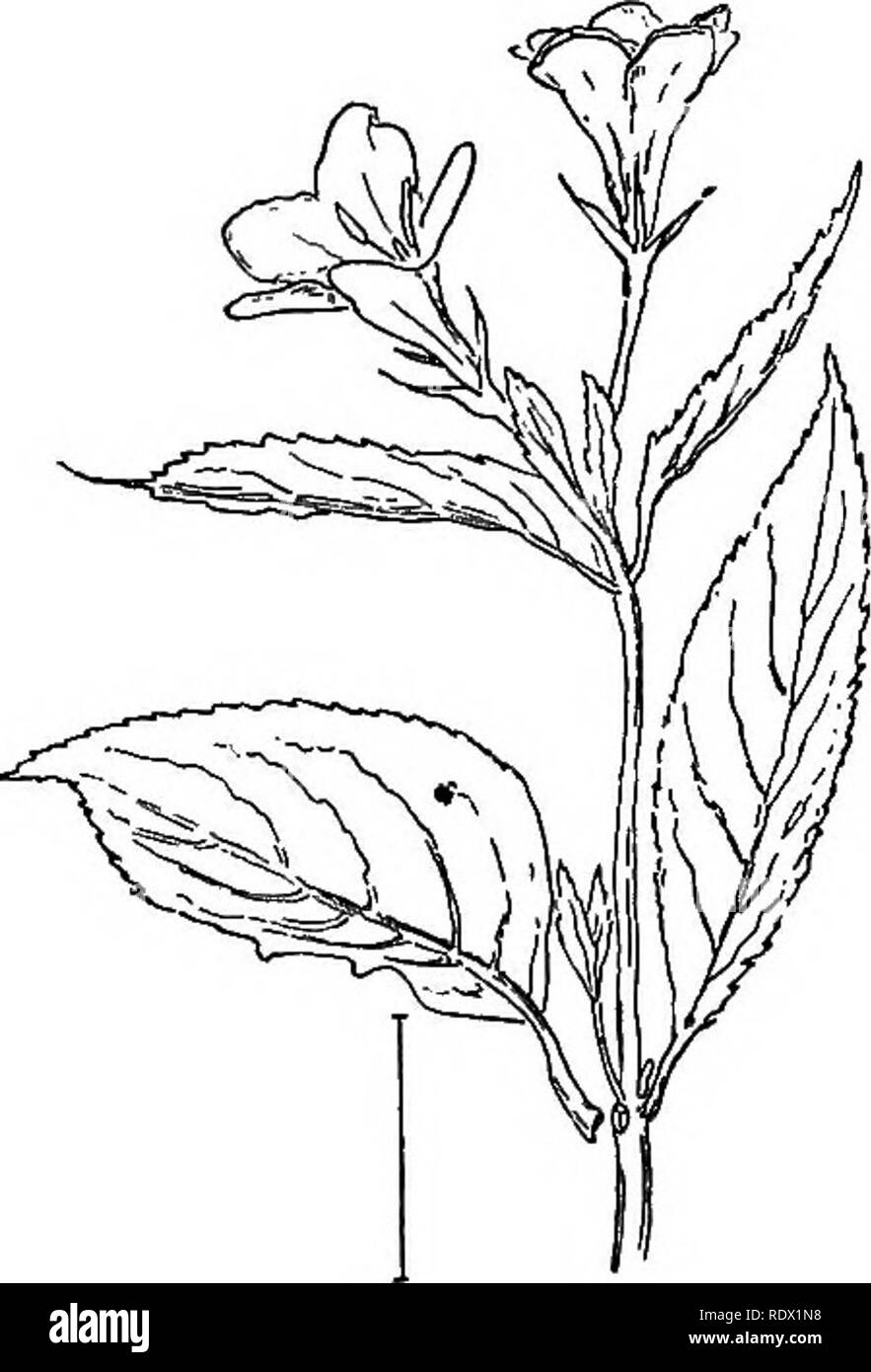 . Ornamental shrubs of the United States (hardy, cultivated). Shrubs. ABELIA 237. Please note that these images are extracted from scanned page images that may have been digitally enhanced for readability - coloration and appearance of these illustrations may not perfectly resemble the original work.. Apgar, A. C. (Austin Craig), 1838-1908; Draycott, Ada (Apgar). New York, Cincinnati [etc] American Book Company Stock Photo