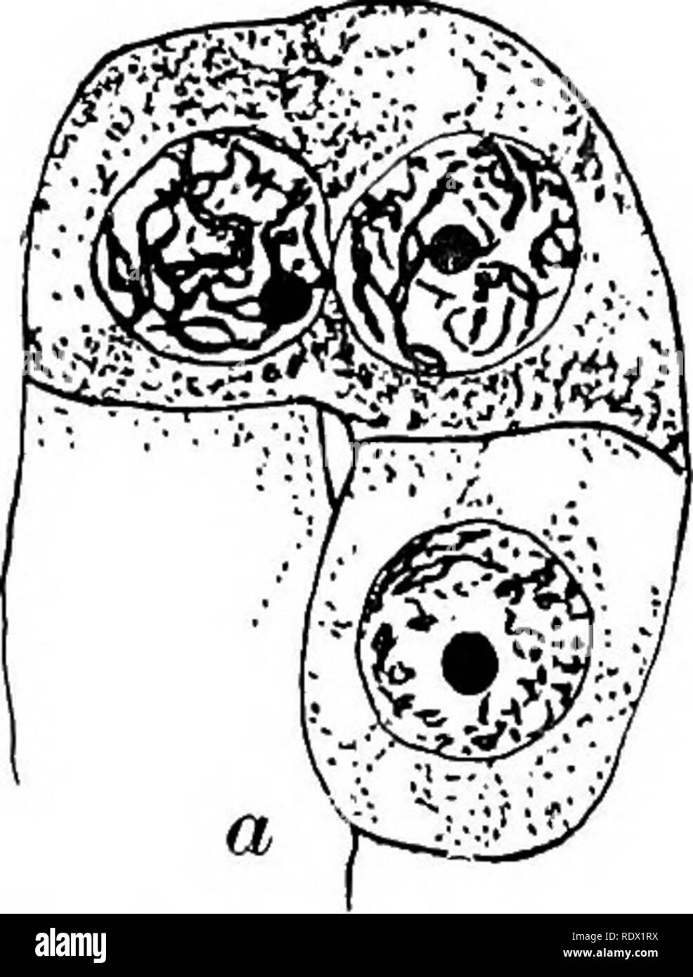 . Fungi, ascomycetes, ustilaginales, uredinales. Fungi. cytoplasm forming the primordium of a;spore. In 1879 Schmitz observed nuclei in the vegetative cells of several Ascomycetes, and in 1893 Gjurasin in Peziza vesiculosa recognized that the divisions in the ascus are karyokinetic. The Fusion in the Ascus. In 1894, Dangeard showed in Peziza vesi- culosa and other forms with a well-developed fructification, that the ascus at its first inception is binucleate and that the two nuclei subsequently unite to form the definitive nucleus of de Bary.. He at first believed that the ascus was produced i Stock Photo