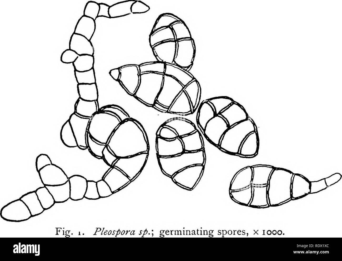 . Fungi, ascomycetes, ustilaginales, uredinales. Fungi. CH. Il] ASCOMYCETES 35 The Ascus. The ascus or mother-cell of the spores is a spherical, oval, club-shaped, or almost cylindrical organ with a narrow, more or less elongated. Pleospora sp.; germinating spores, x looo. base. When moderately young it contains a single nucleus which undergoes three karyokinetic divisions giving rise to eight daughter nuclei (fig. 3). Asci of the short, stout type are full of dense cyto- plasm ; in the relatively cylindrical forms the ends are usually vacuolate, but a broad, granular belt fills the middle reg Stock Photo