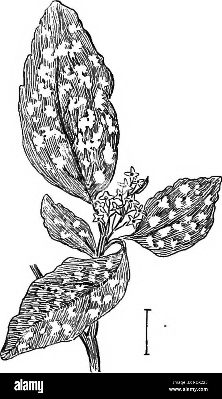 Aucuba shrub Black and White Stock Photos & Images - Alamy