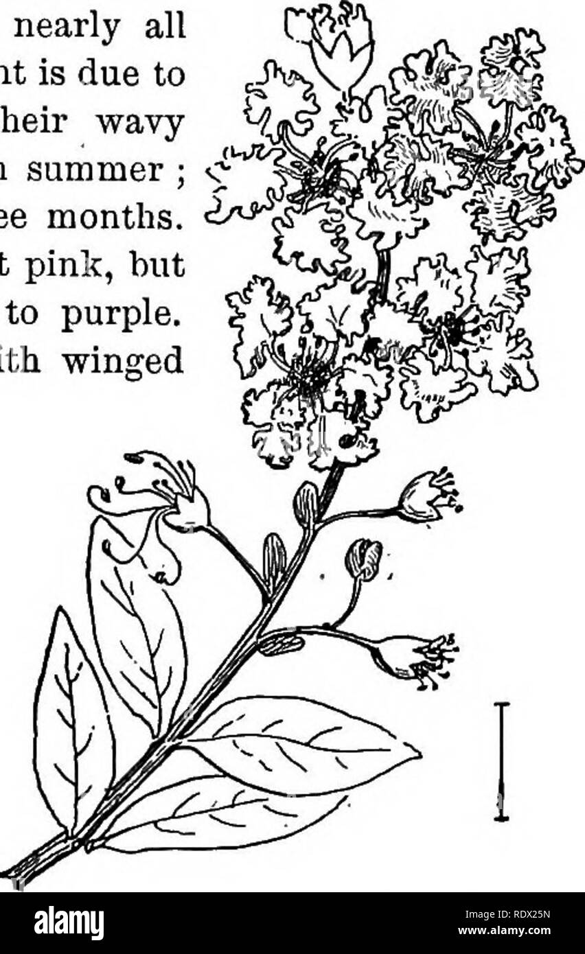 . Ornamental shrubs of the United States (hardy, cultivated). Shrubs. Fig. 331. — Pomegranate, found in nearly all private grounds. The beauty of the plant is due to the large clusters of flowers with their wavy (crinkled or fringed) stalked petals, in summer ; it blooms continuously for two or three months. The usual color of the flowers is bright pink, but there are varieties ranging from white to purple. The fruit is a 3- to 6-ceIled capsule with winged seeds. The rather small (2 inches) leaves are generally opposite; near the tips of the branches they become alternate, oblong, with entire  Stock Photo