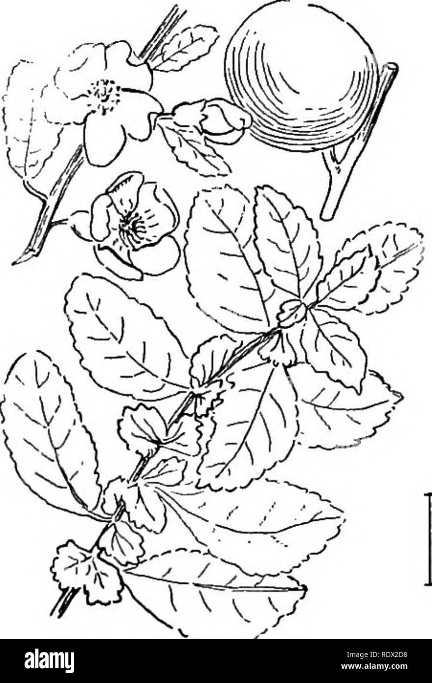 Upright spreading shrub Black and White Stock Photos & Images - Alamy