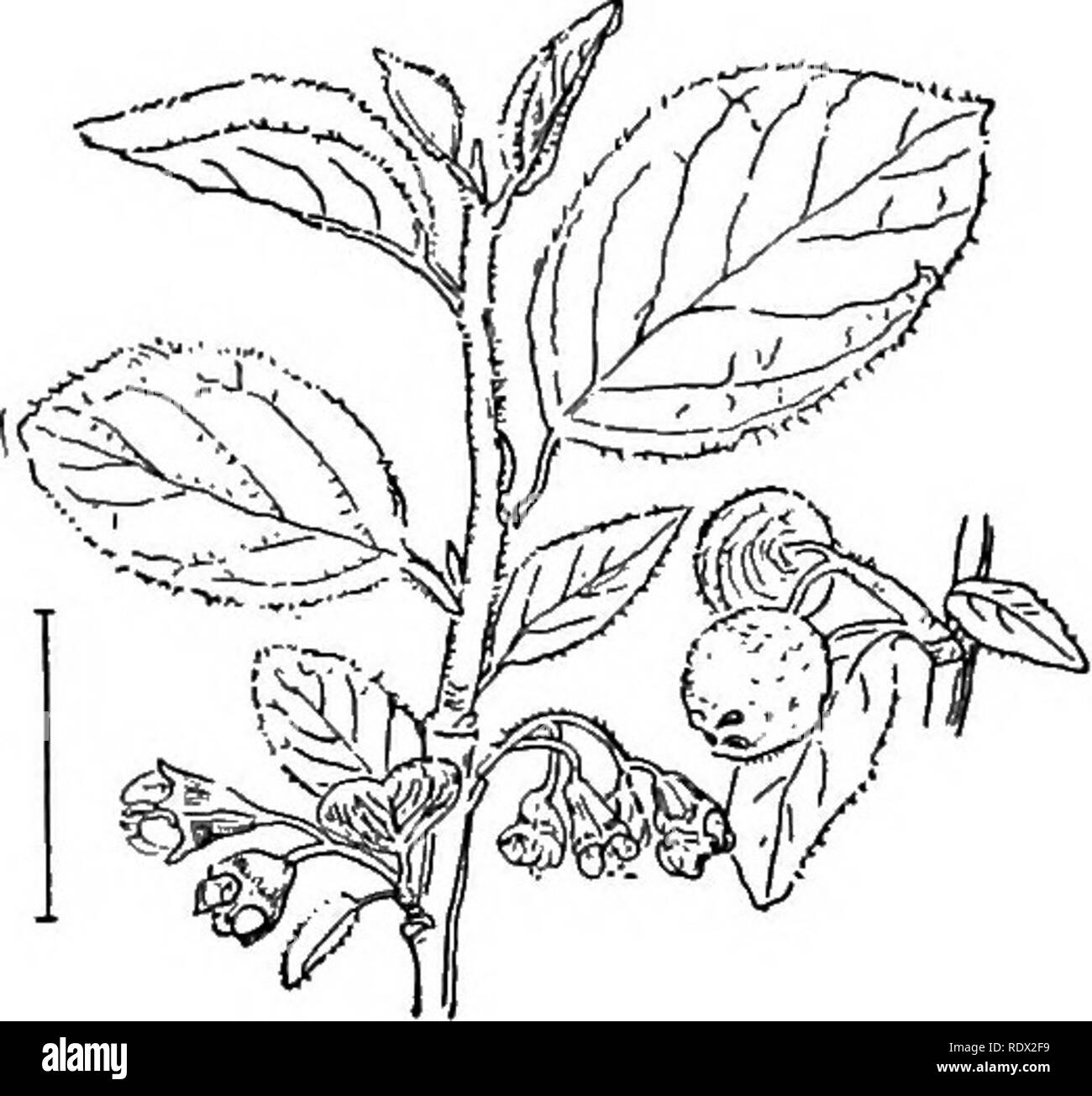 . Ornamental shrubs of the United States (hardy, cultivated). Shrubs. Fig. 270.—Round-leaved Cotoneaster. Fig, 271. — Common Cotoneaster. Cotone4ster. The Cotoneasteks are low shrubs with alternate small entire-edged thick leaves usually white-hairy below. The flowers, usually clustered, are small, five-petalled, white or flesh-colored, in spring, sta-. Please note that these images are extracted from scanned page images that may have been digitally enhanced for readability - coloration and appearance of these illustrations may not perfectly resemble the original work.. Apgar, A. C. (Austin Cr Stock Photo